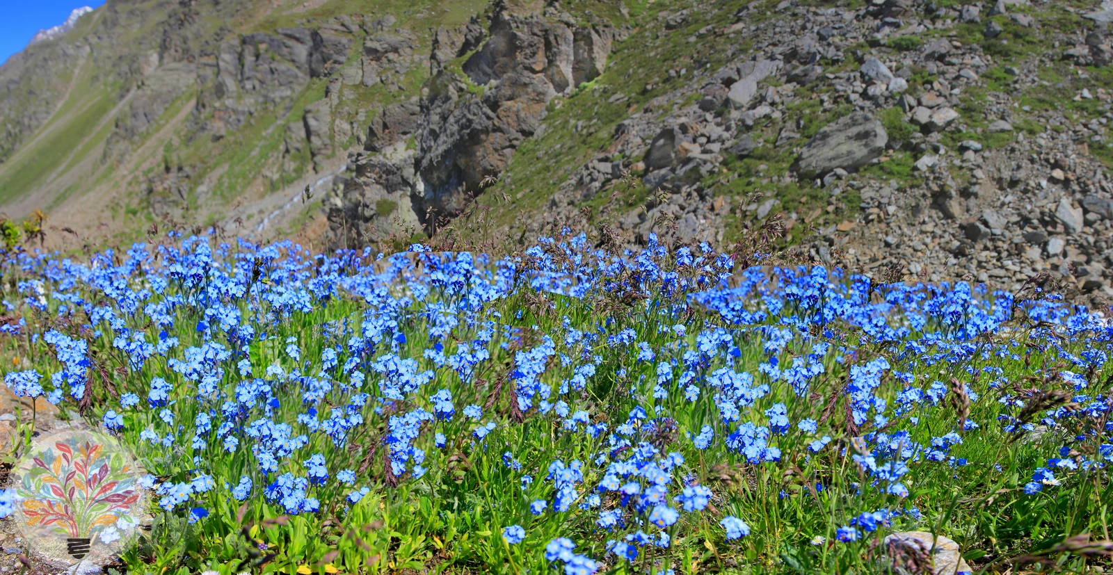Alpen-Vergissmeinnicht – Bild 2 von 2