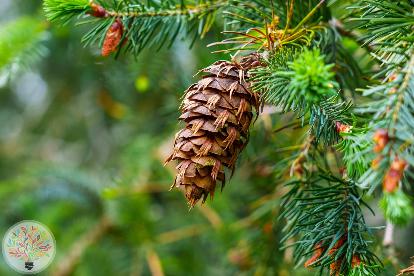 Pseudotsuga menziesii – Afbeelding 4 van 7