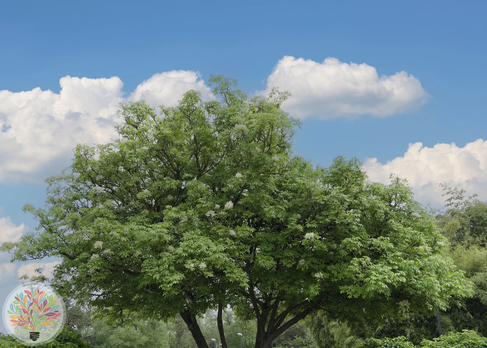 Fraxinus ornus – Afbeelding 1 van 5