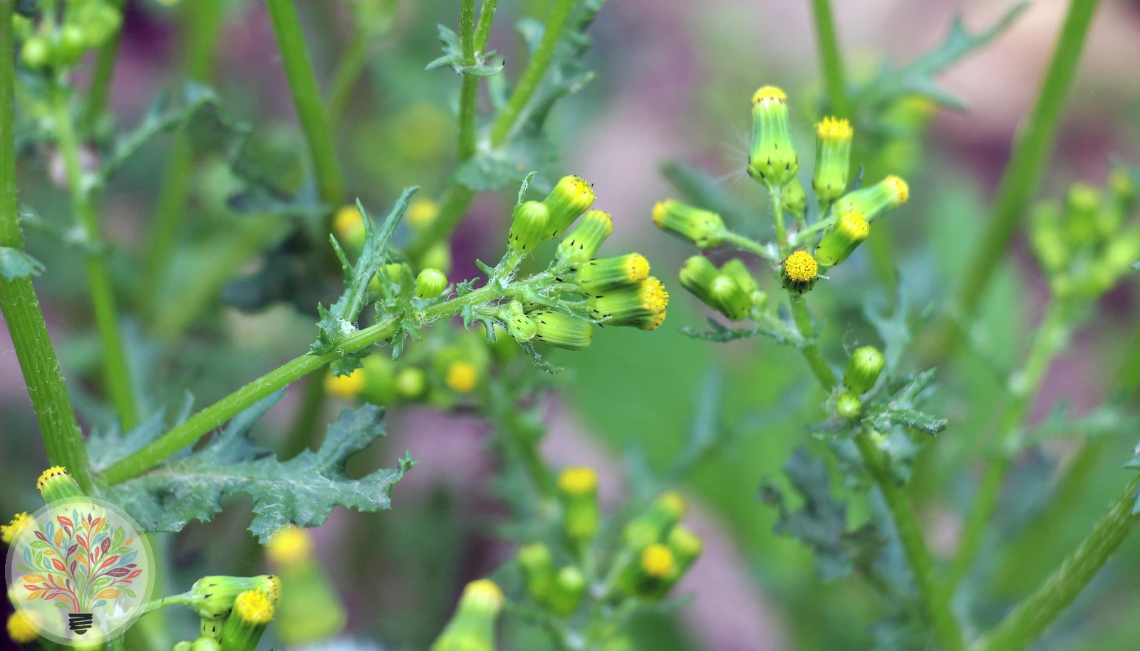 Gewöhnliches Greiskraut – Bild