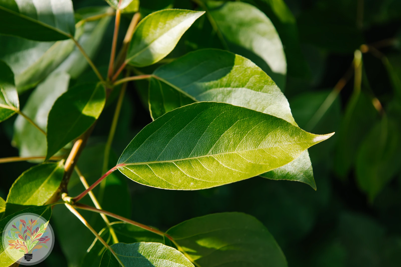 Populus balsamifera – Afbeelding 1 van 3