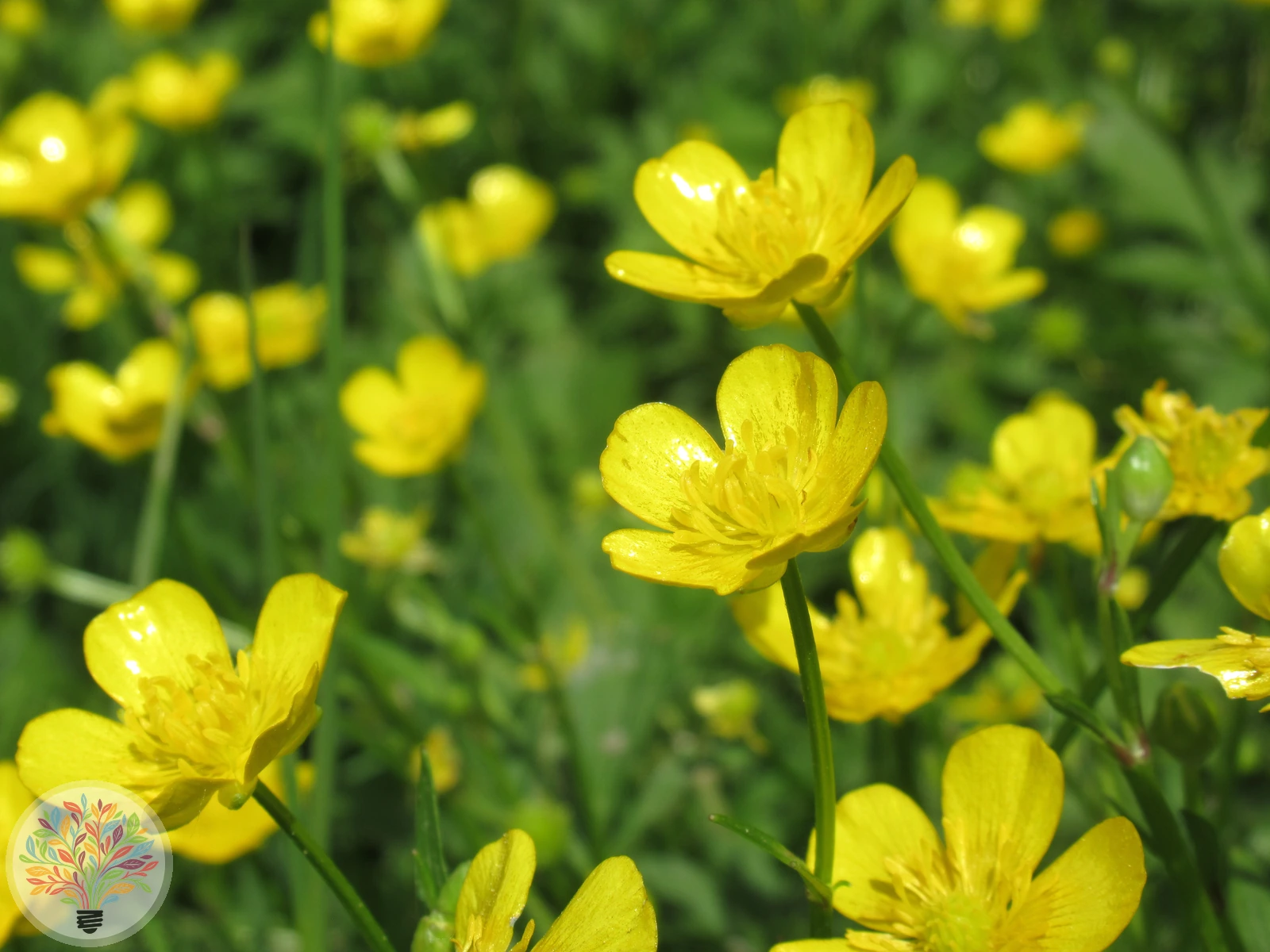 Ranunculus arvensis – Image 2 sur 3