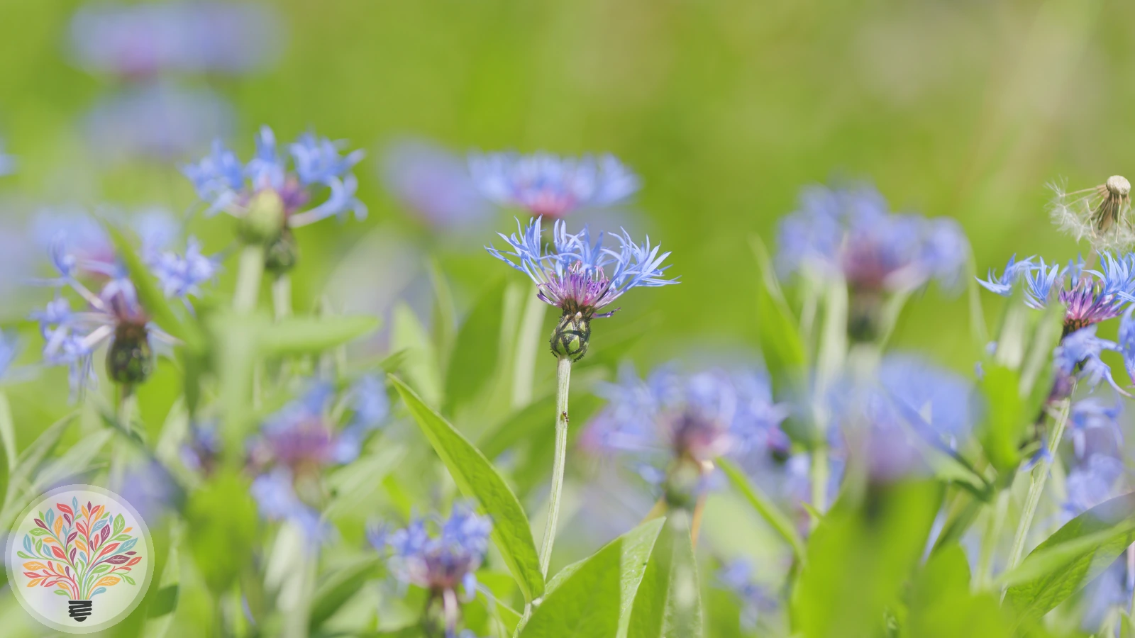 Berg-Flockenblume – Bild 2 von 2