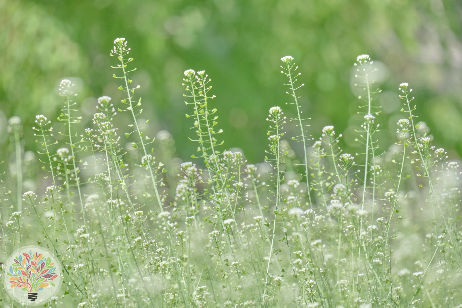 Gewöhnliches Hirtentäschel – Bild