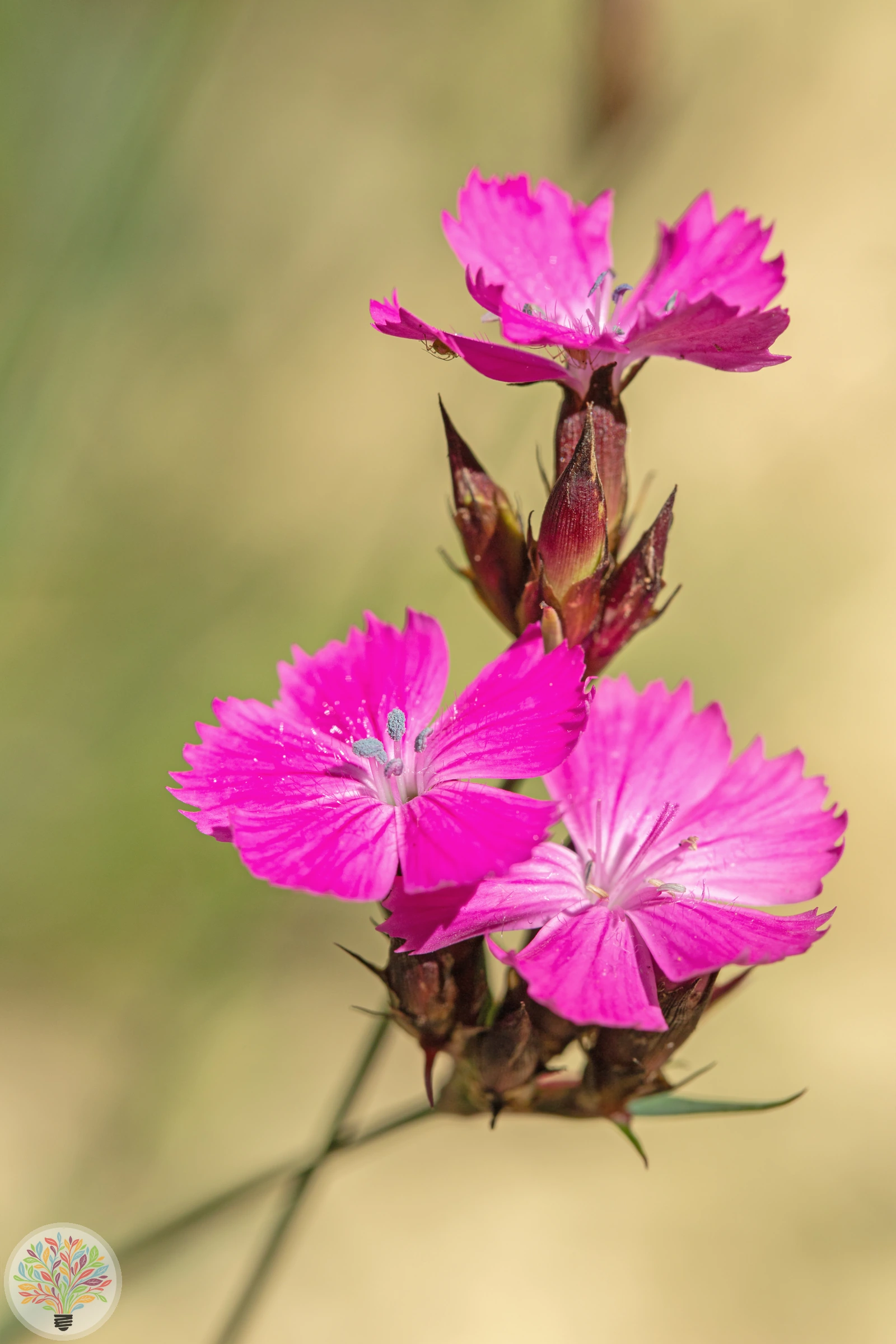 Kartäuser-Nelke – Bild 2 von 2