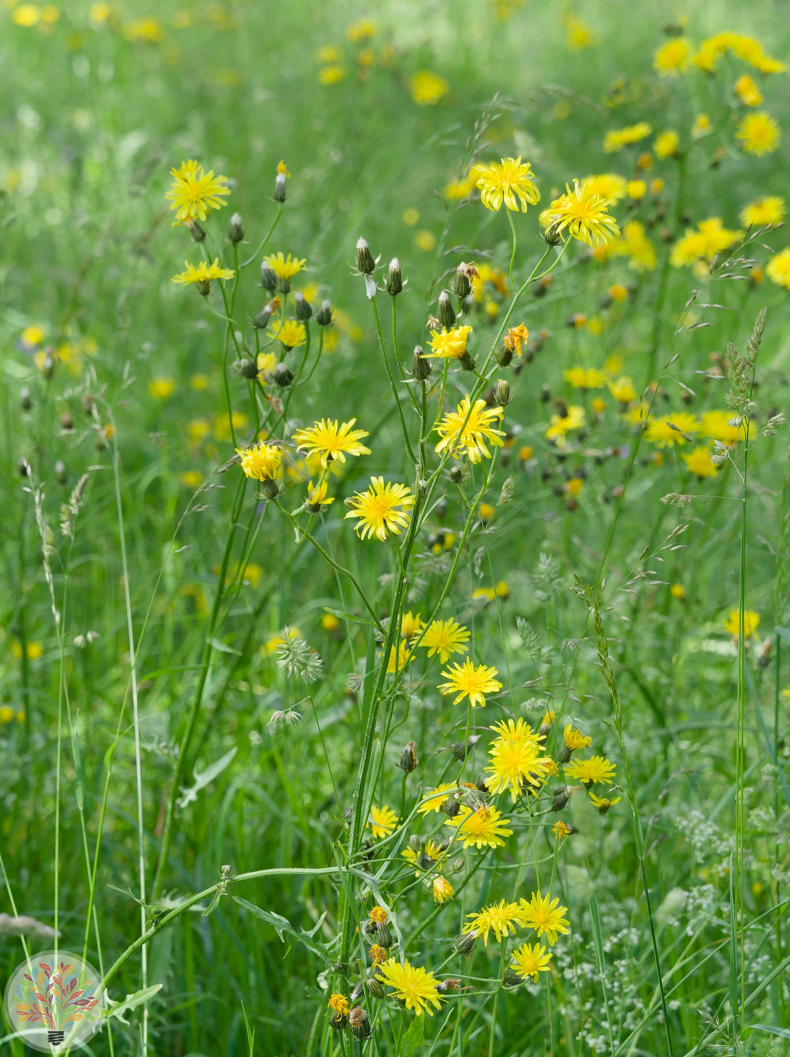 Wiesen-Pippau – Bild 3 von 3