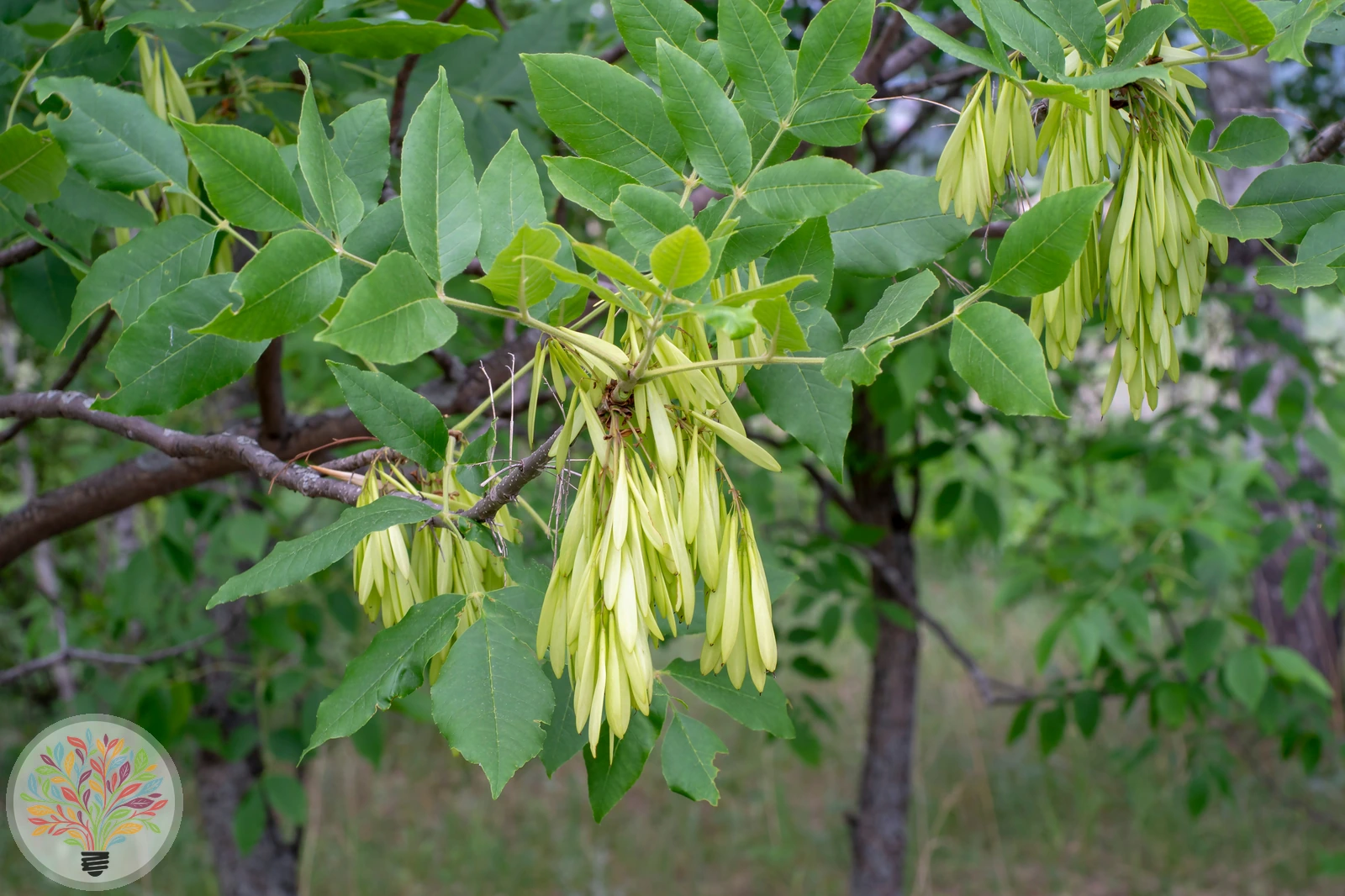 Fraxinus excelsior – Afbeelding 5 van 6