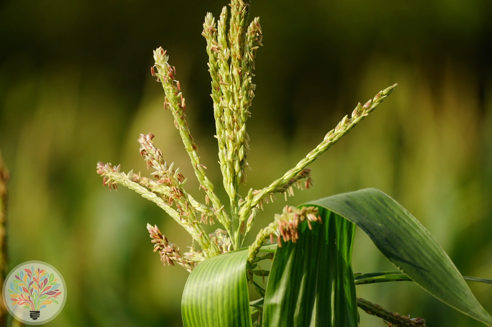 Zea mays – Afbeelding 3 van 6