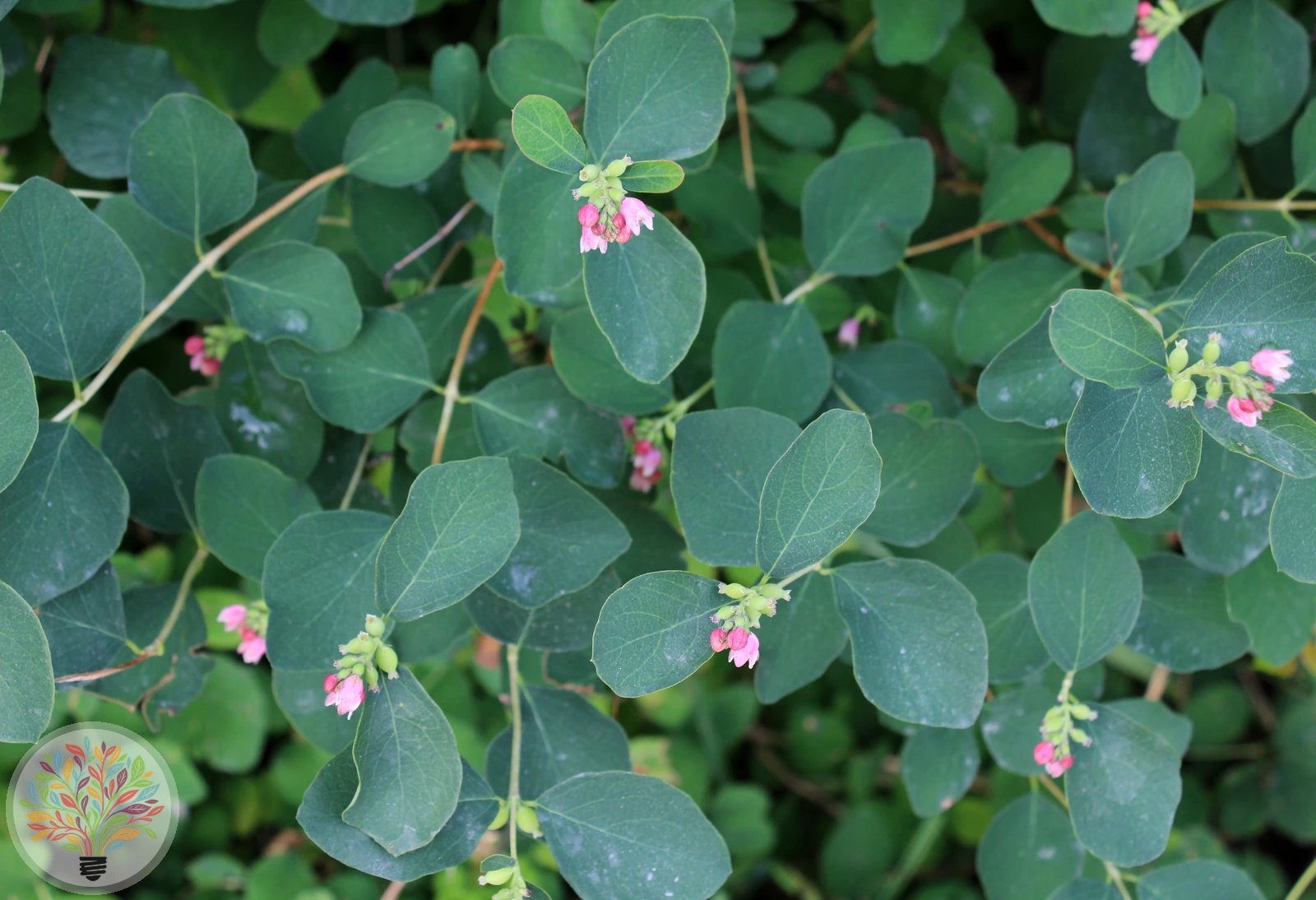Symphoricarpos albus – Afbeelding 2 van 4
