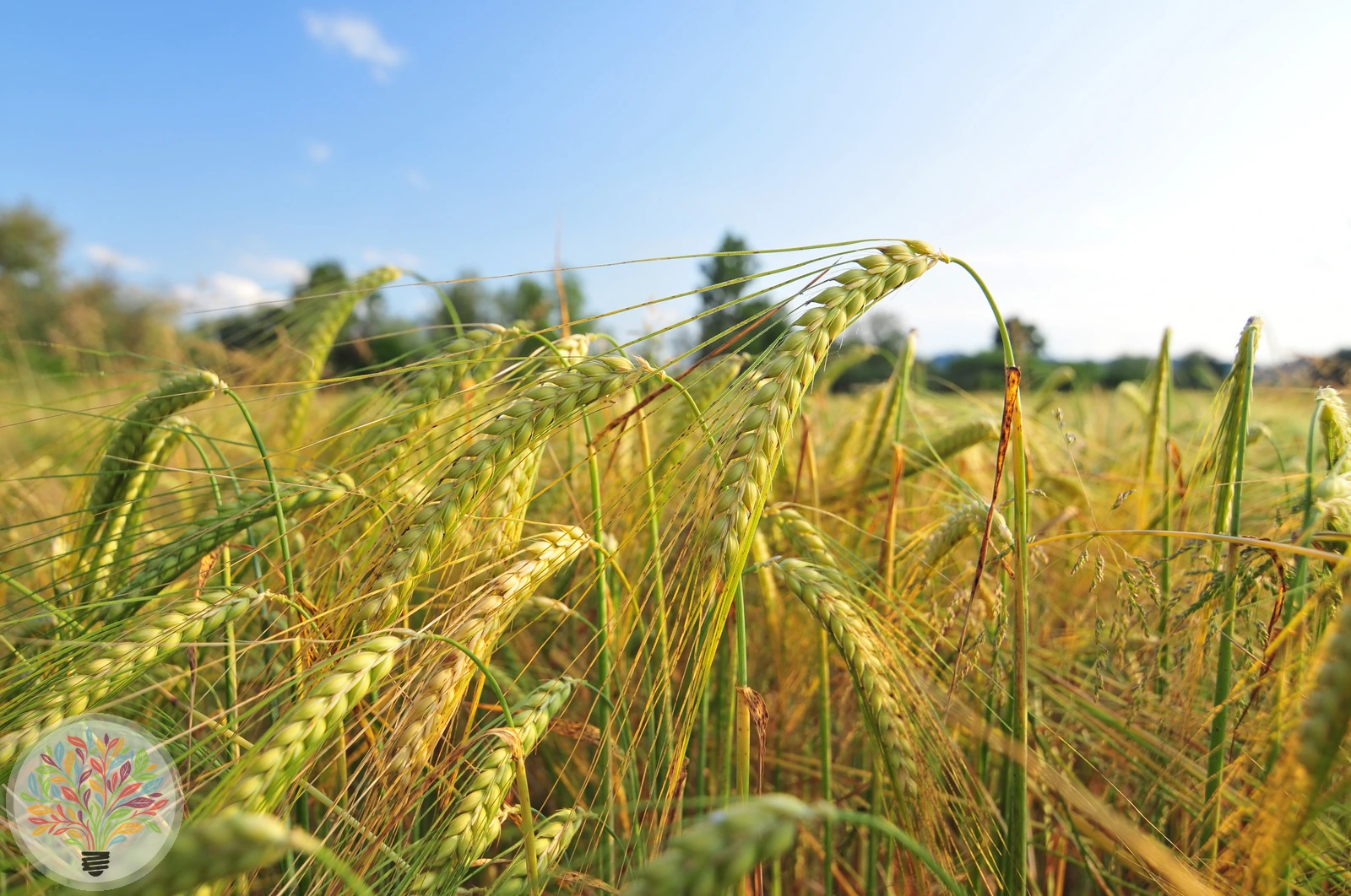 Hordeum vulgare – Afbeelding 2 van 5