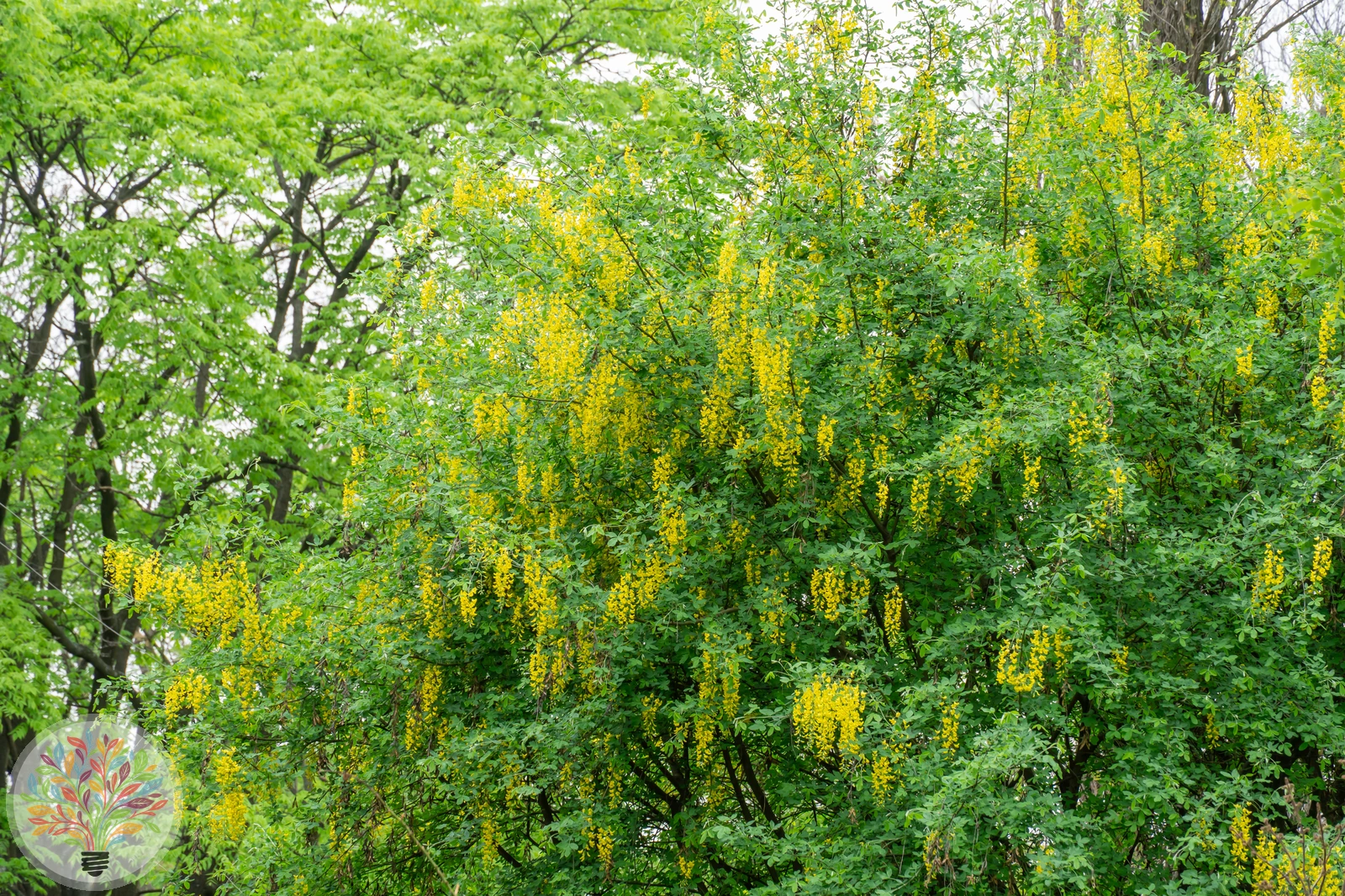 Laburnum alpinum – Afbeelding 4 van 4