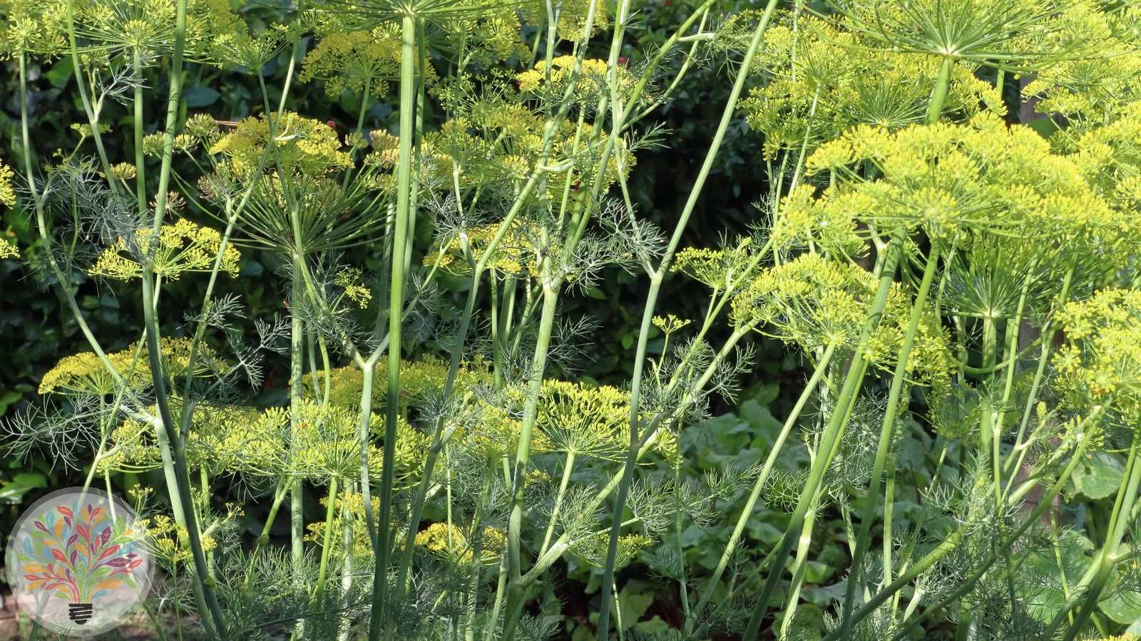 Echter Fenchel – Bild 3 von 4