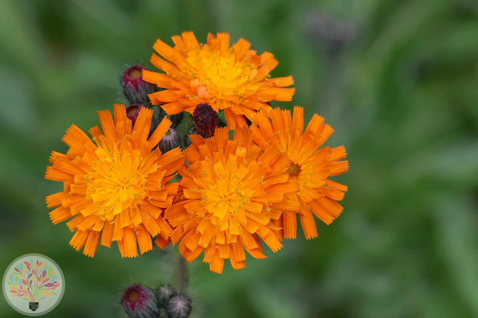 Orangerotes Habichtskraut – Bild 2 von 2