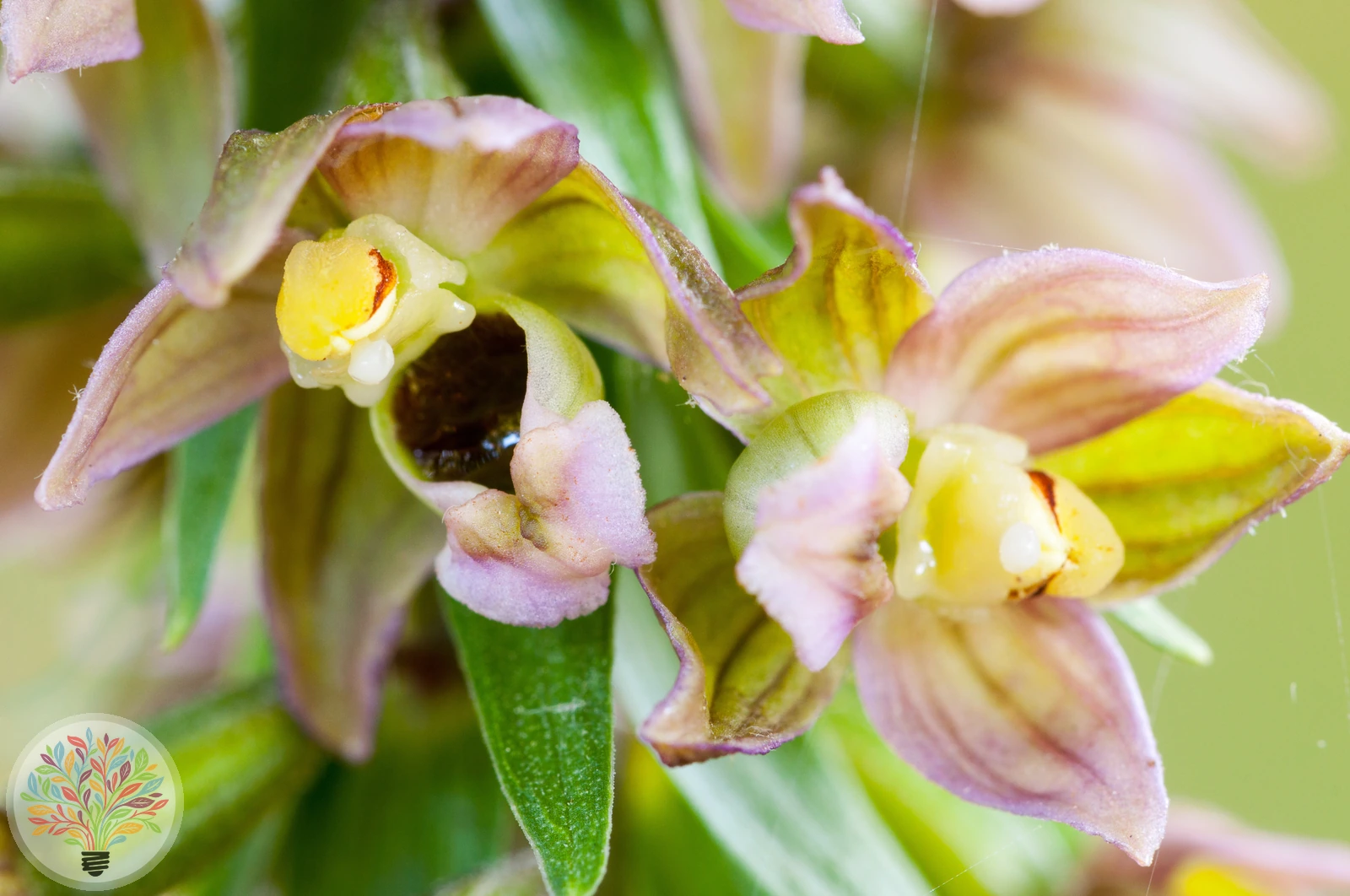 Epipactis helleborine – Attēls 5 no 6
