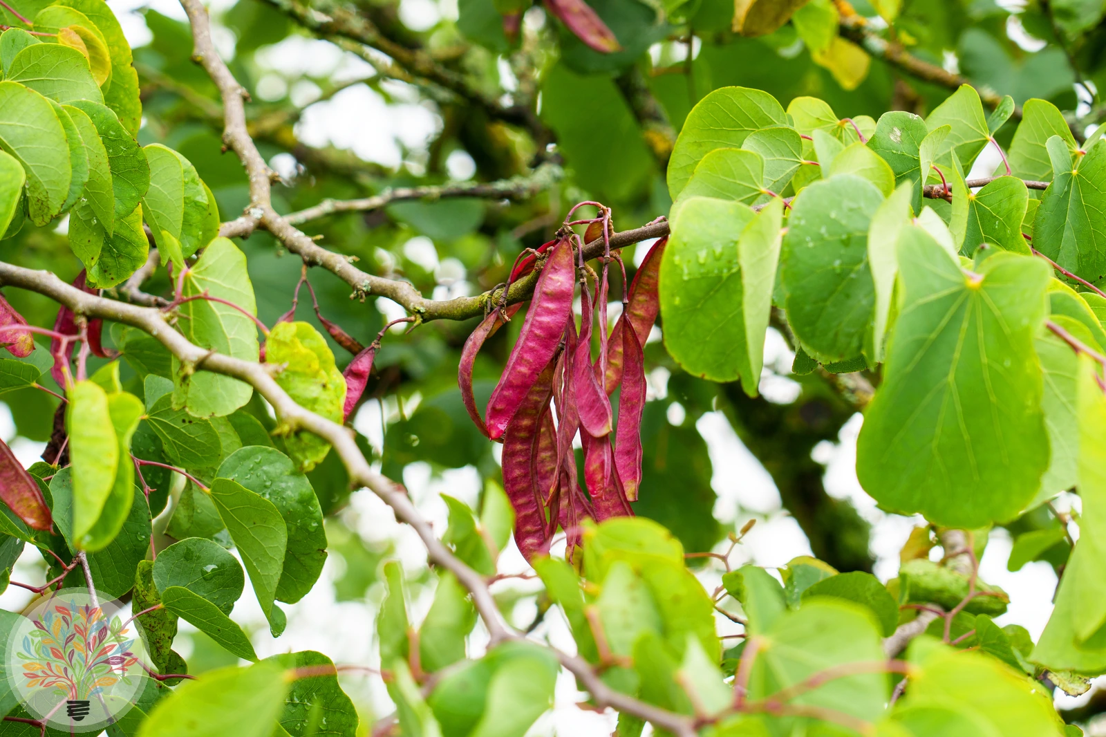 Gewöhnlicher Judasbaum – Bild 3 von 4