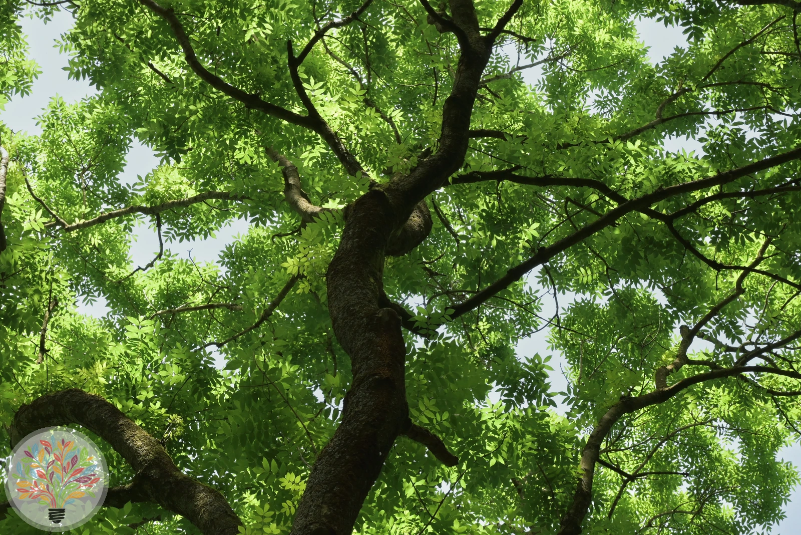 Fraxinus excelsior – Afbeelding 2 van 6
