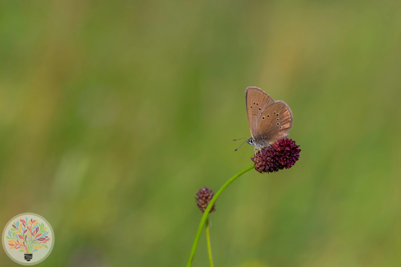 Großer Wiesenknopf – Bild 3 von 4