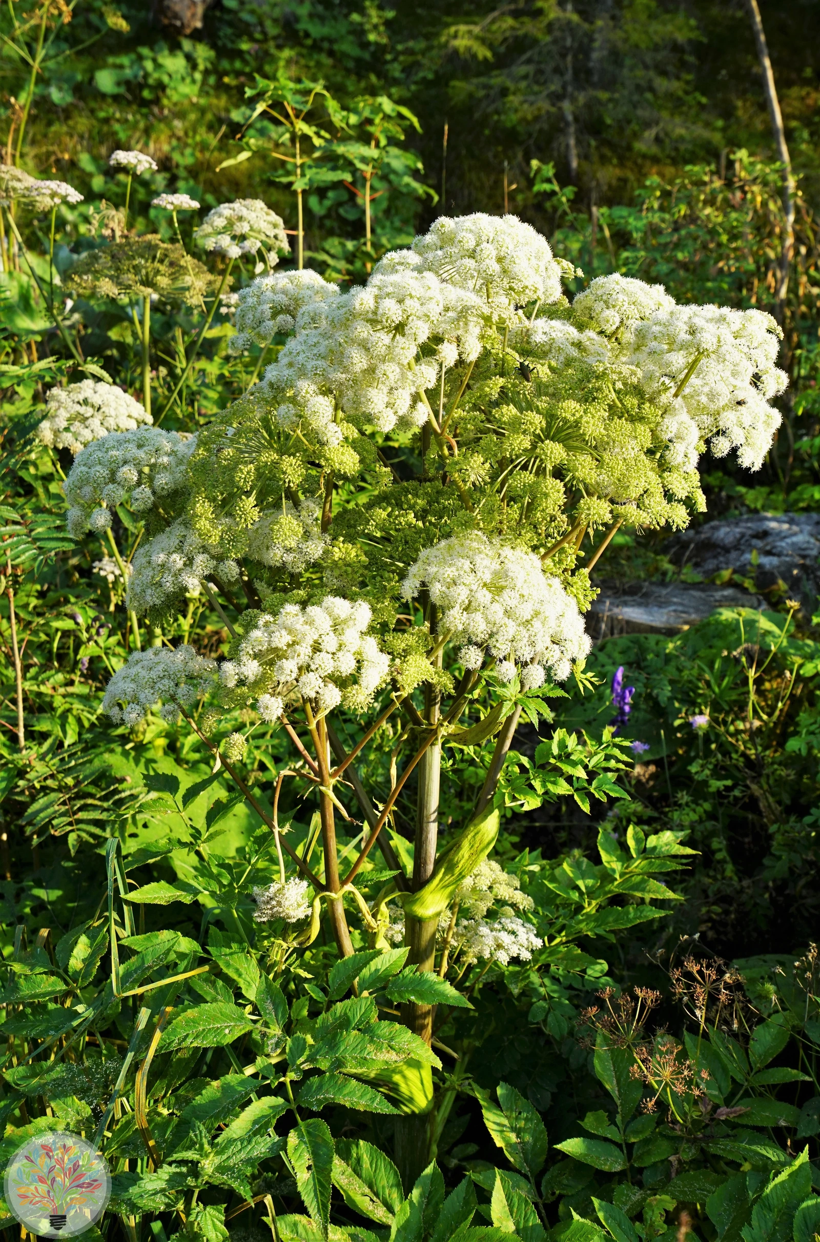 Wilde Engelwurz – Bild