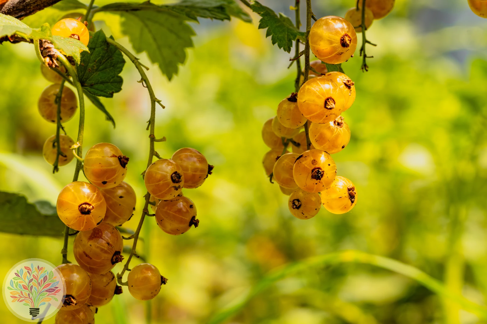 Gold-Johannisbeere – Bild 1 von 3