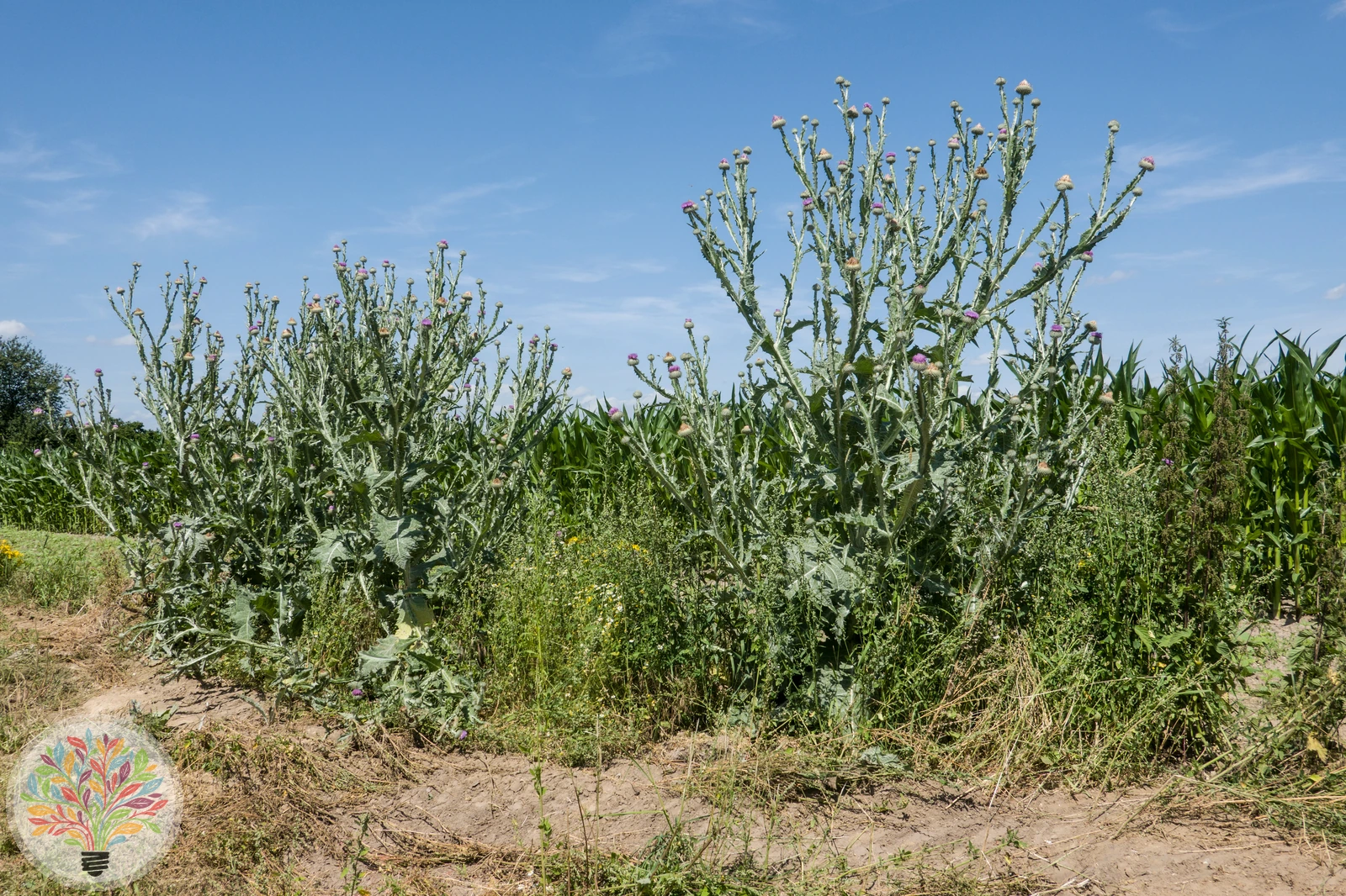 Gewöhnliche Eselsdistel – Bild 4 von 4