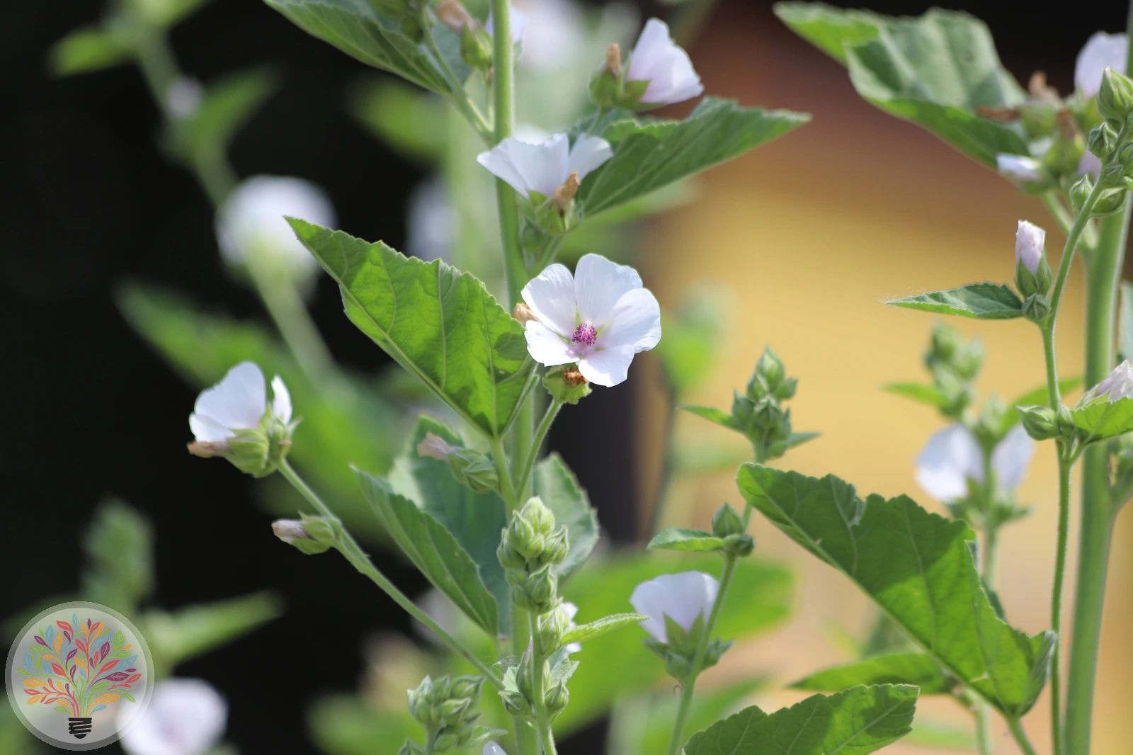 Echter Eibisch – Bild