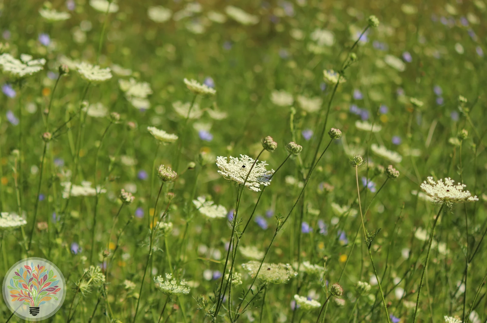 Gewöhnliche Möhre – Bild 2 von 2