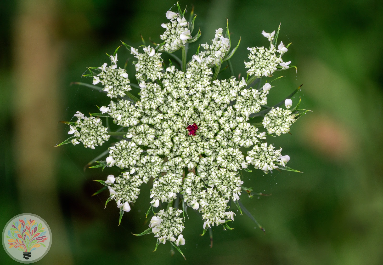 Gewöhnliche Möhre – Bild 1 von 2