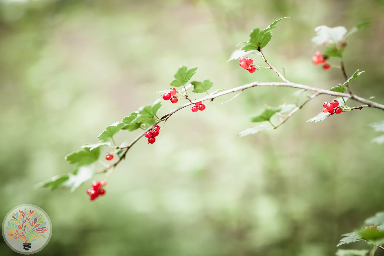 Ribes alpinum – Afbeelding 2 van 3