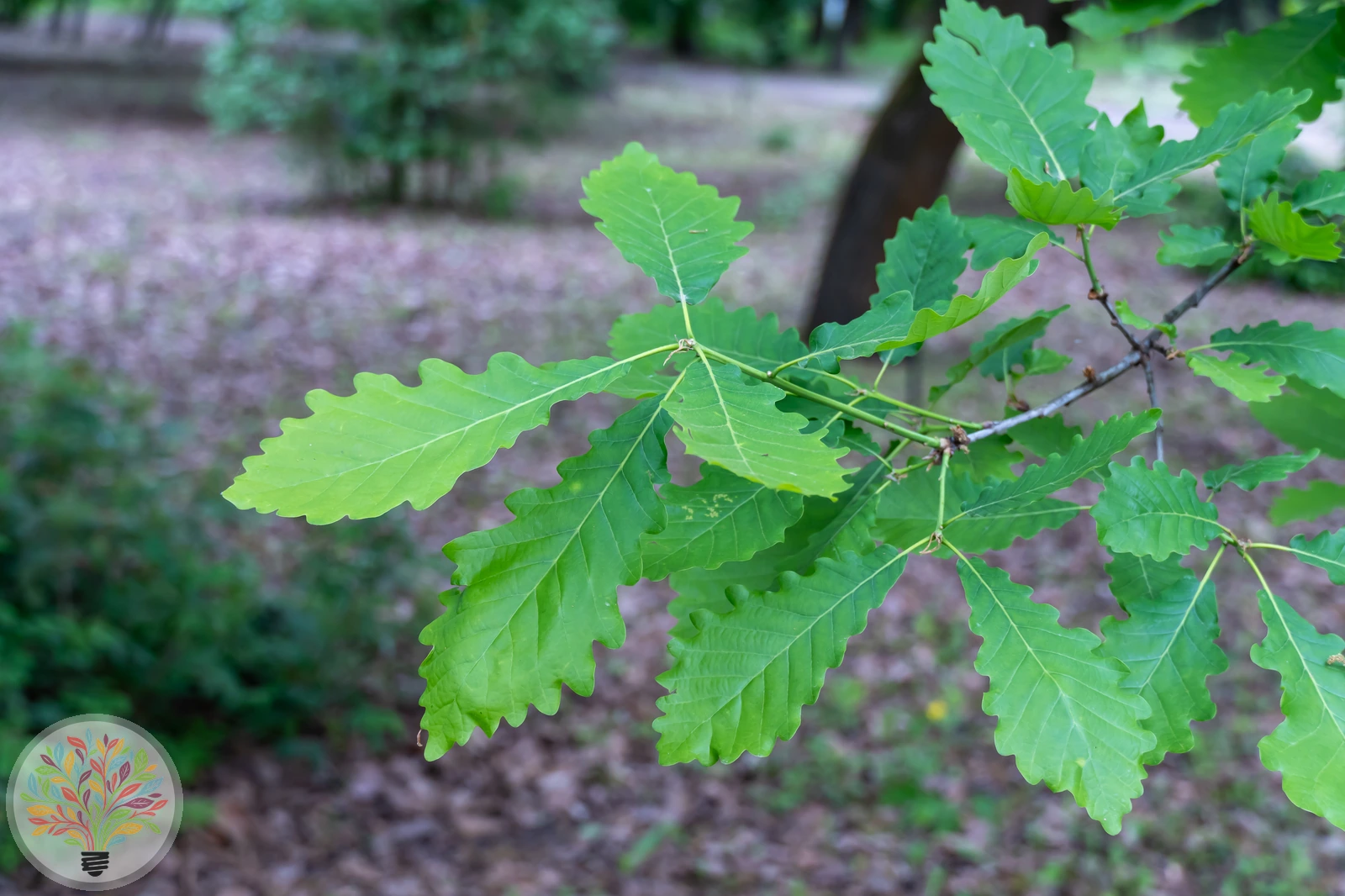 Trauben-Eiche – Bild 4 von 4