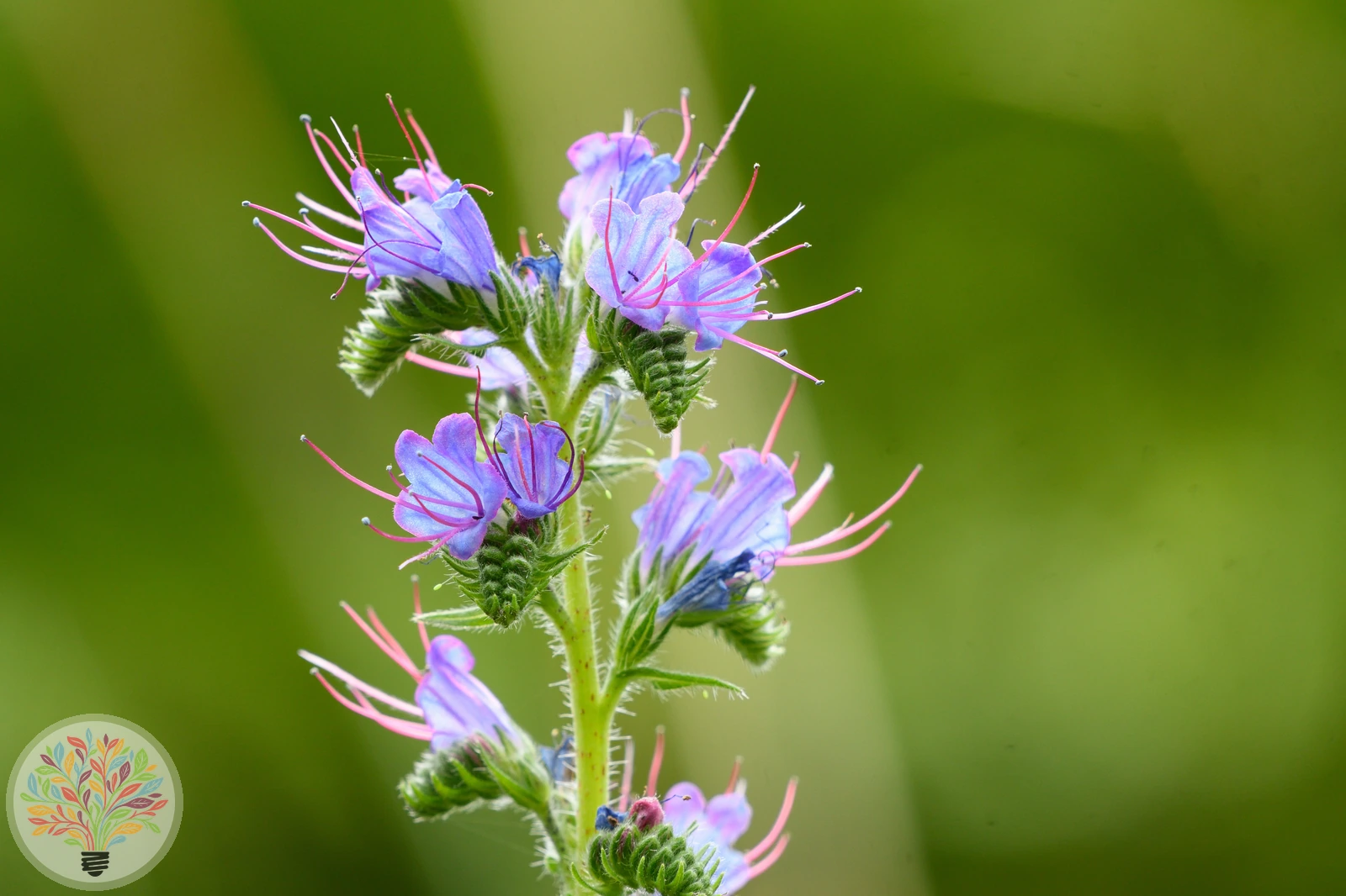 Gewöhnlicher Natternkopf – Bild 2 von 2
