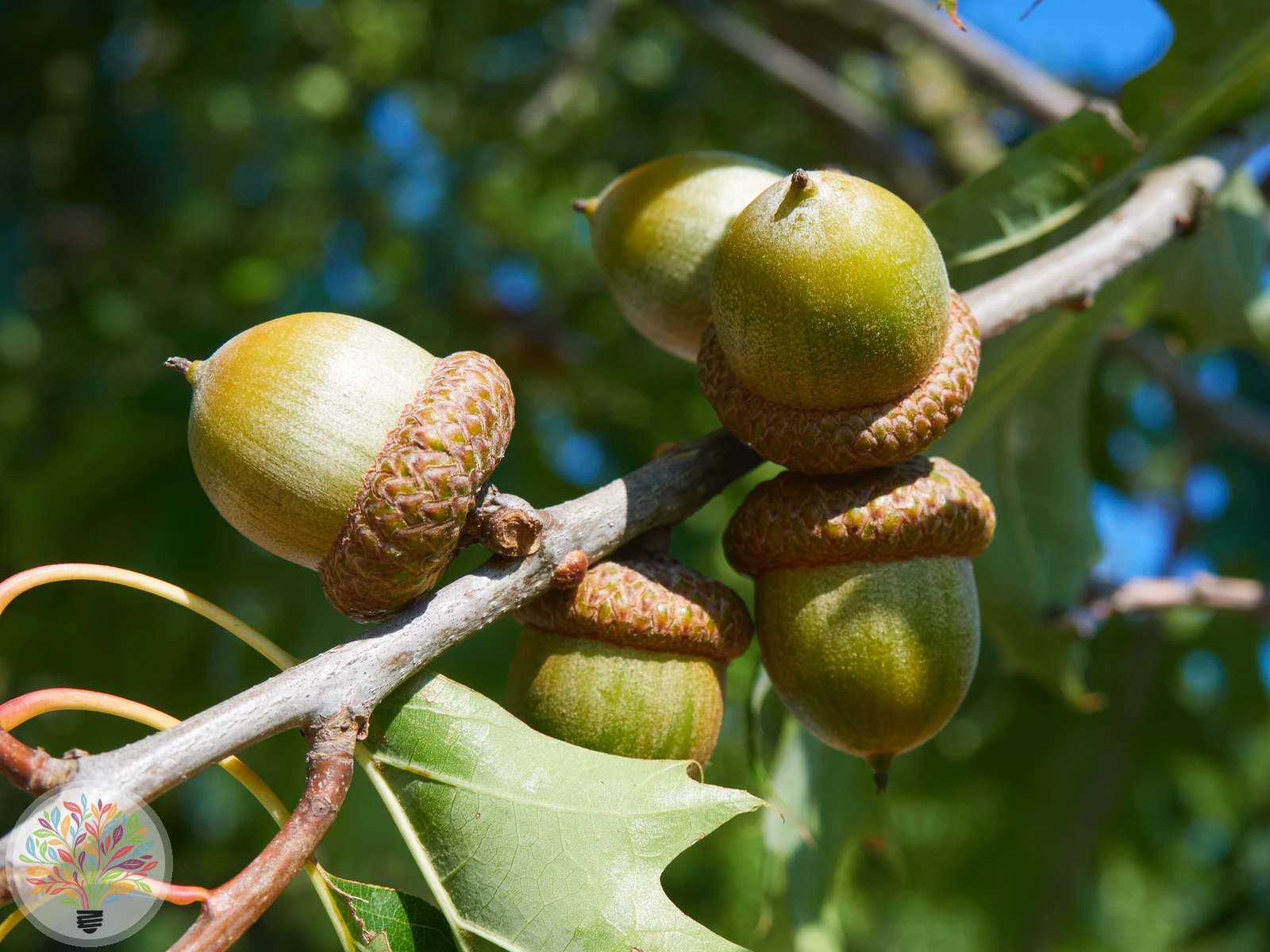 Quercus rubra – Afbeelding 4 van 8