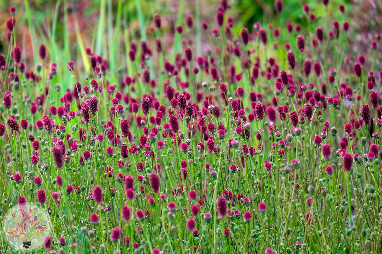 Großer Wiesenknopf – Bild