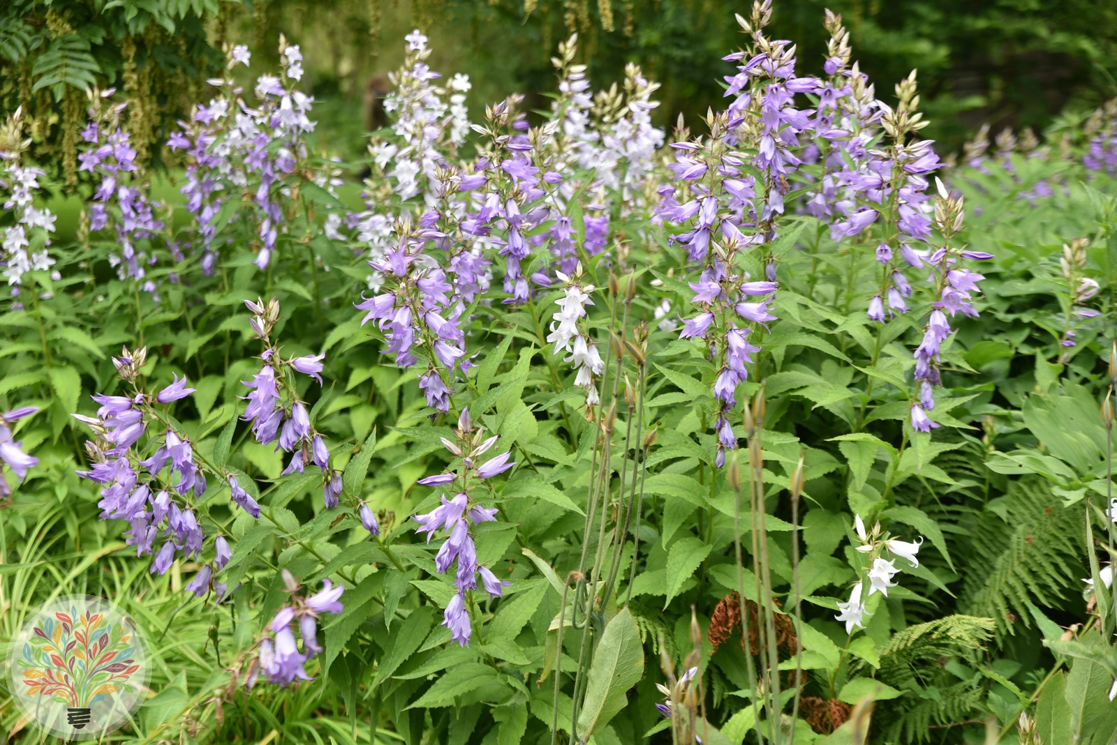 Breitblättrige Glockenblume – Bild