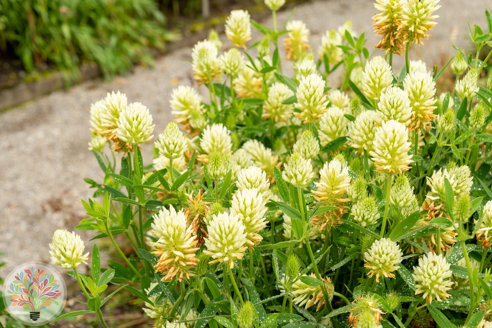 Blassgelber Klee – Bild