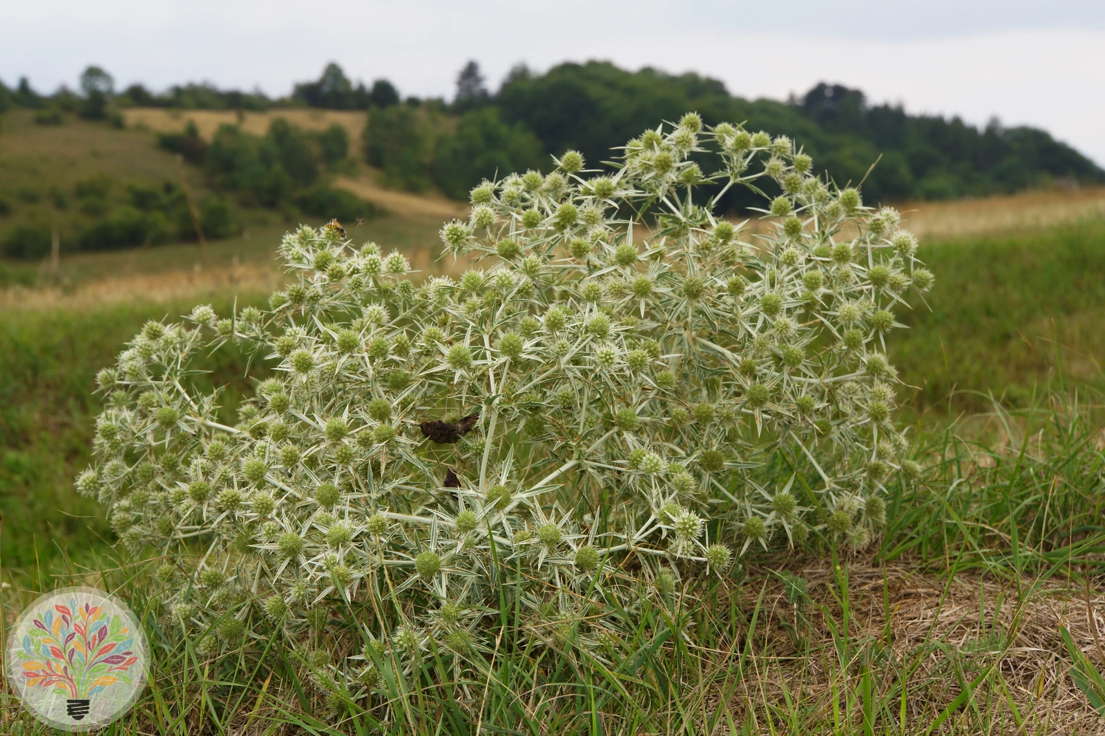 Feld-Mannstreu – Bild 3 von 3