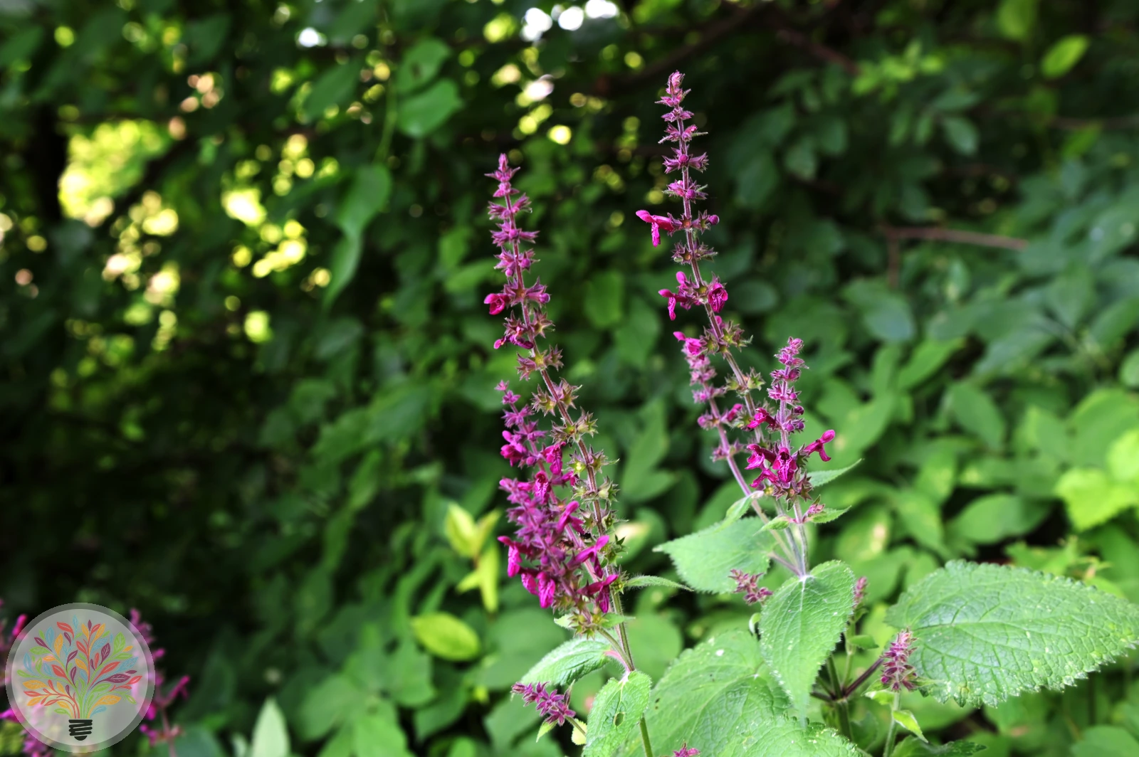 Wald-Ziest – Bild 2 von 2