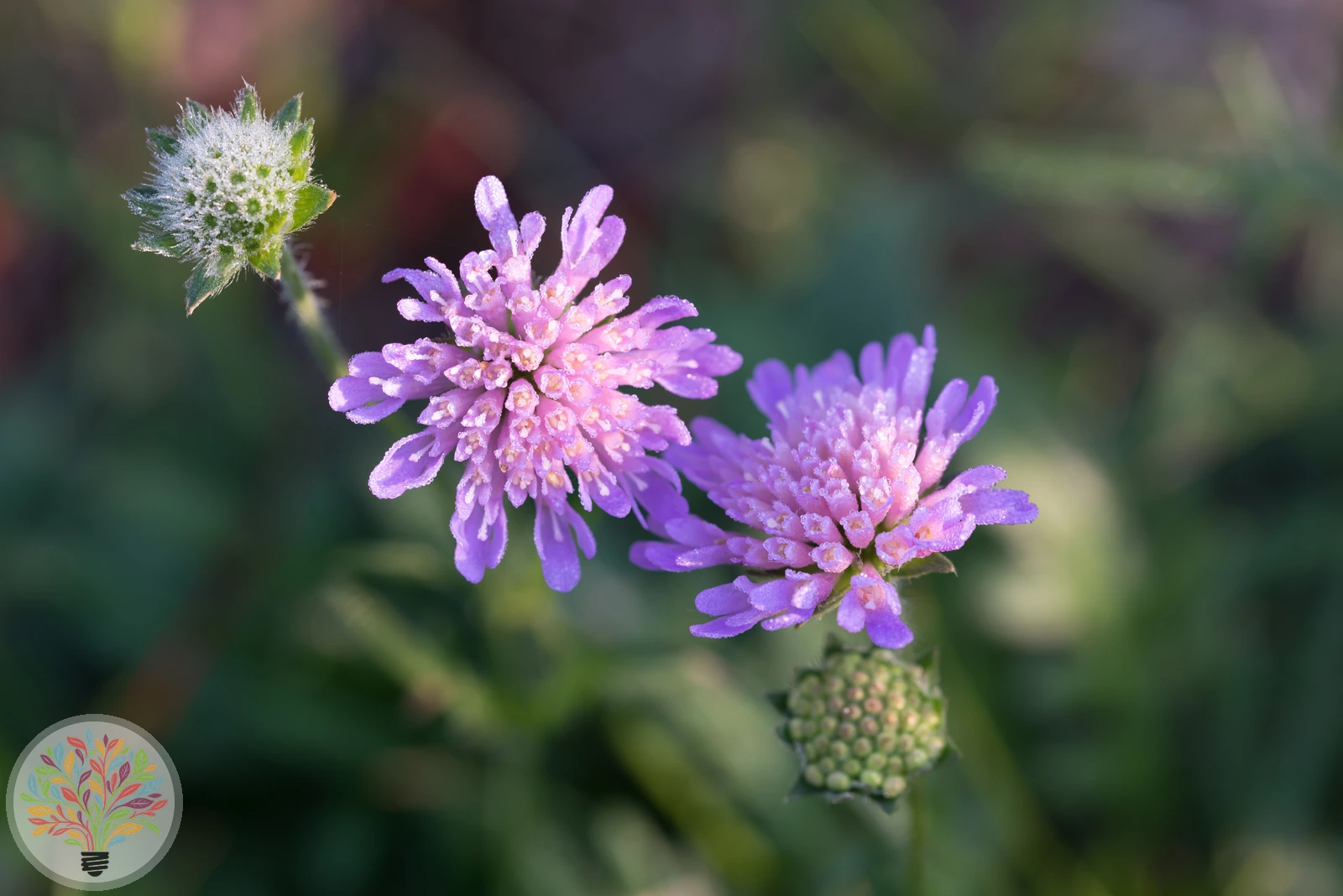 Acker-Witwenblume – Bild 2 von 3