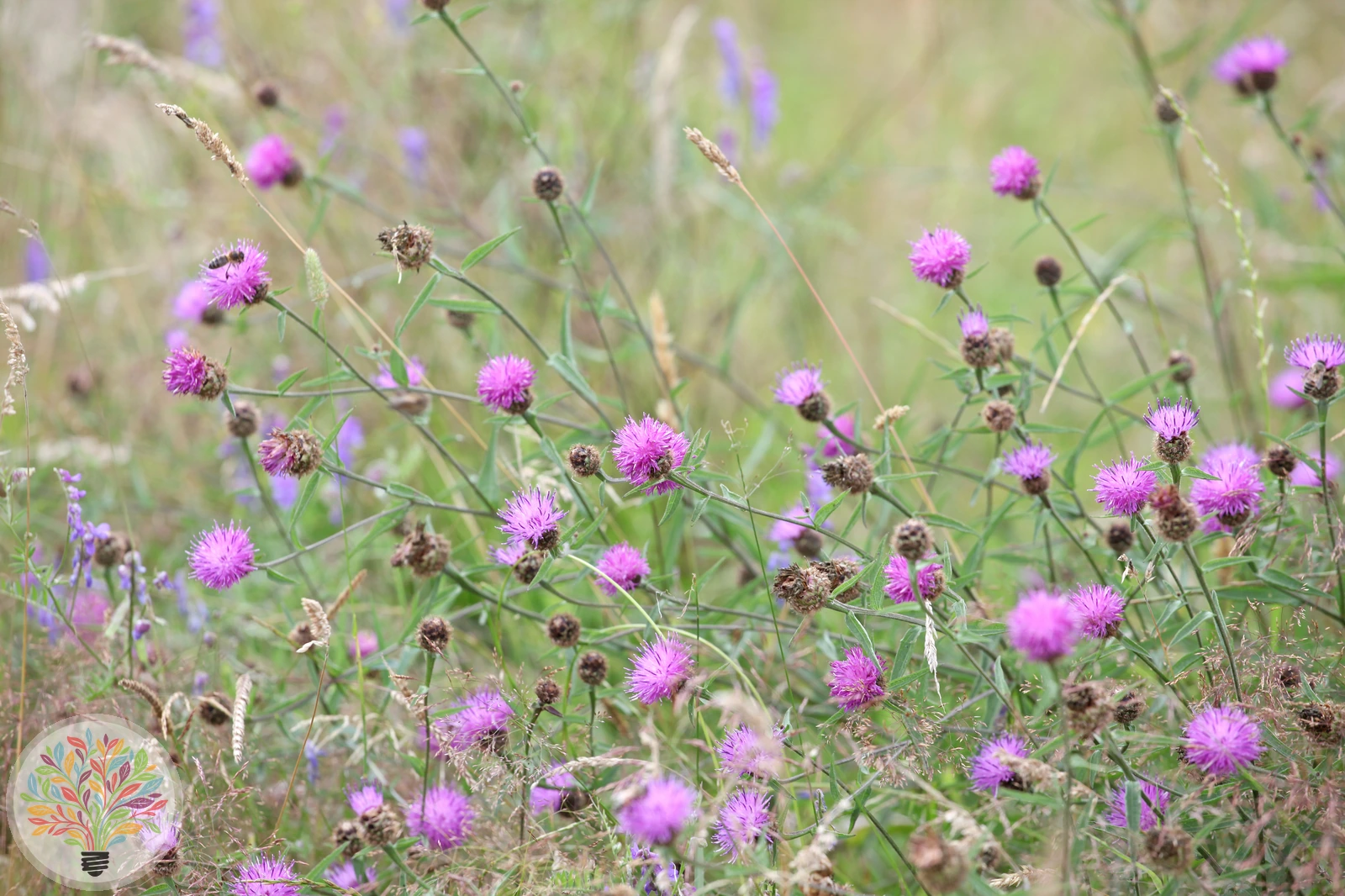 Schwarze Flockenblume – Bild