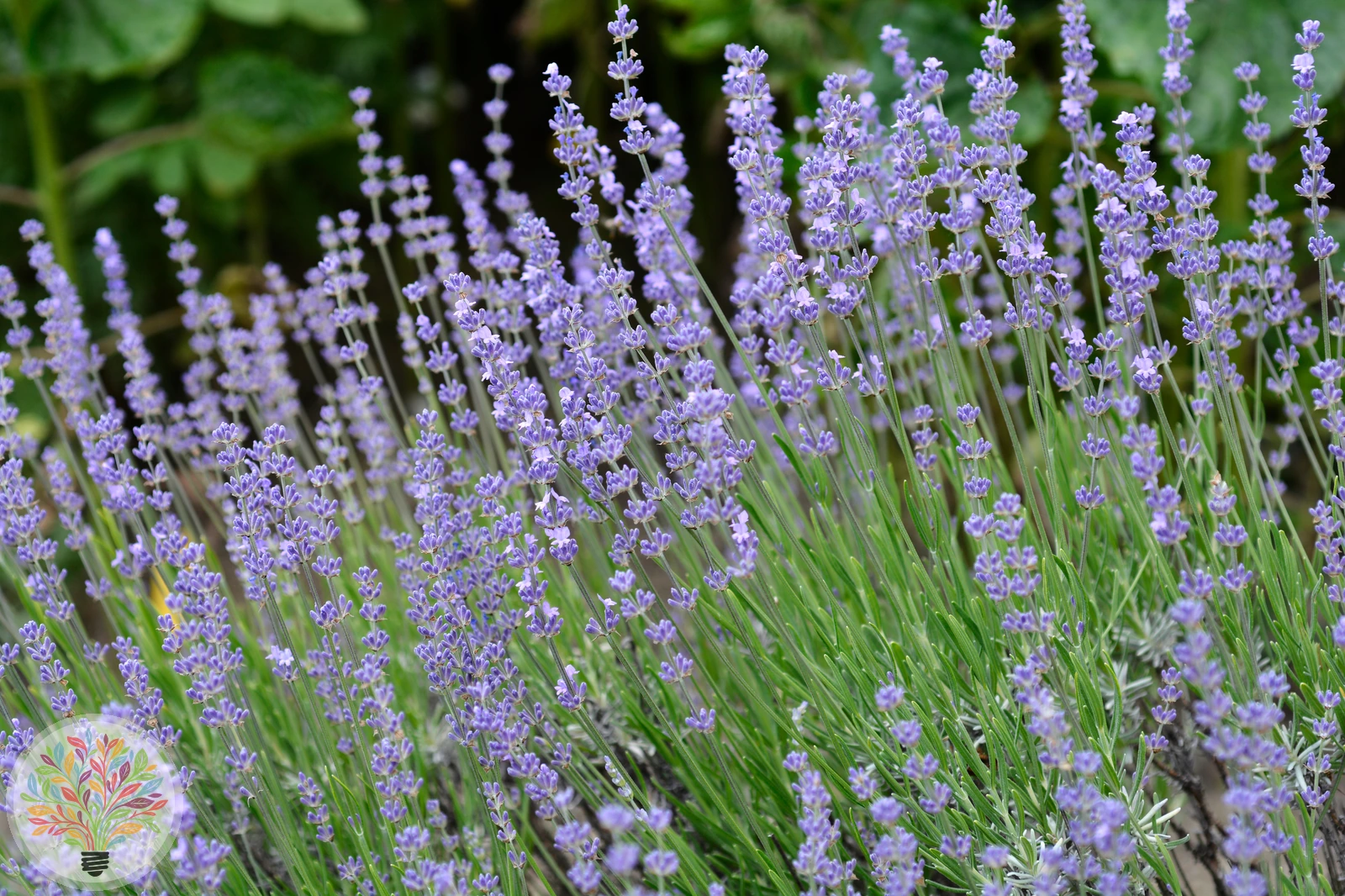 Lavandula latifolia – Bild 2 von 3
