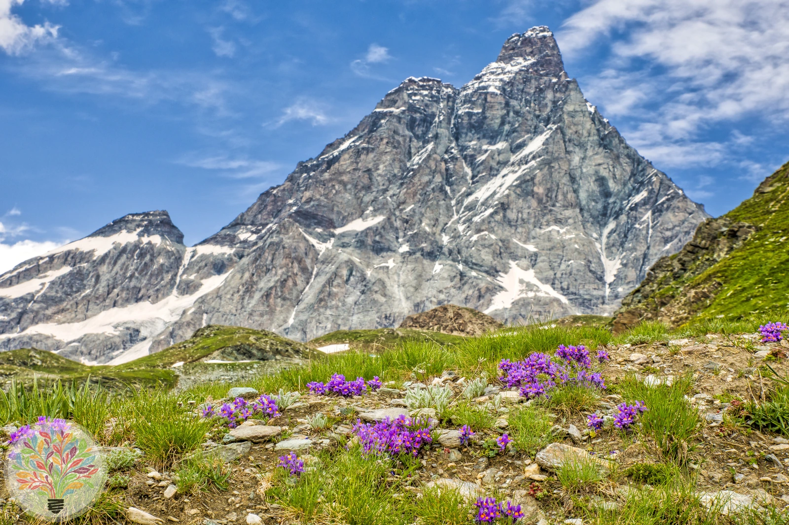 Alpen-Leinkraut – Bild 4 von 4