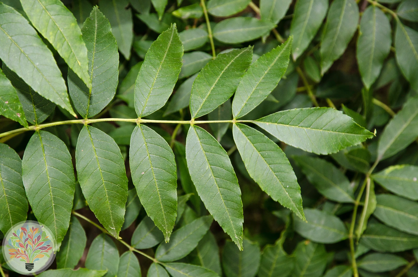 Fraxinus excelsior – Afbeelding 4 van 6