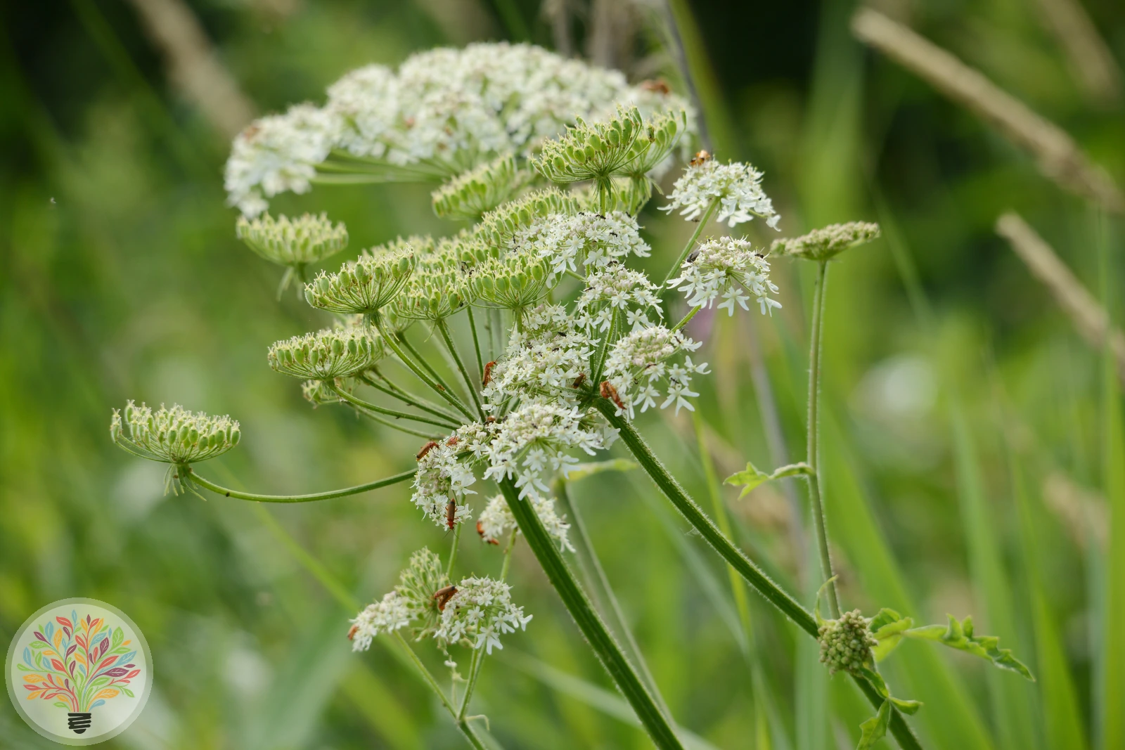 Heracleum sphondylium subsp. sibiricum – Bild