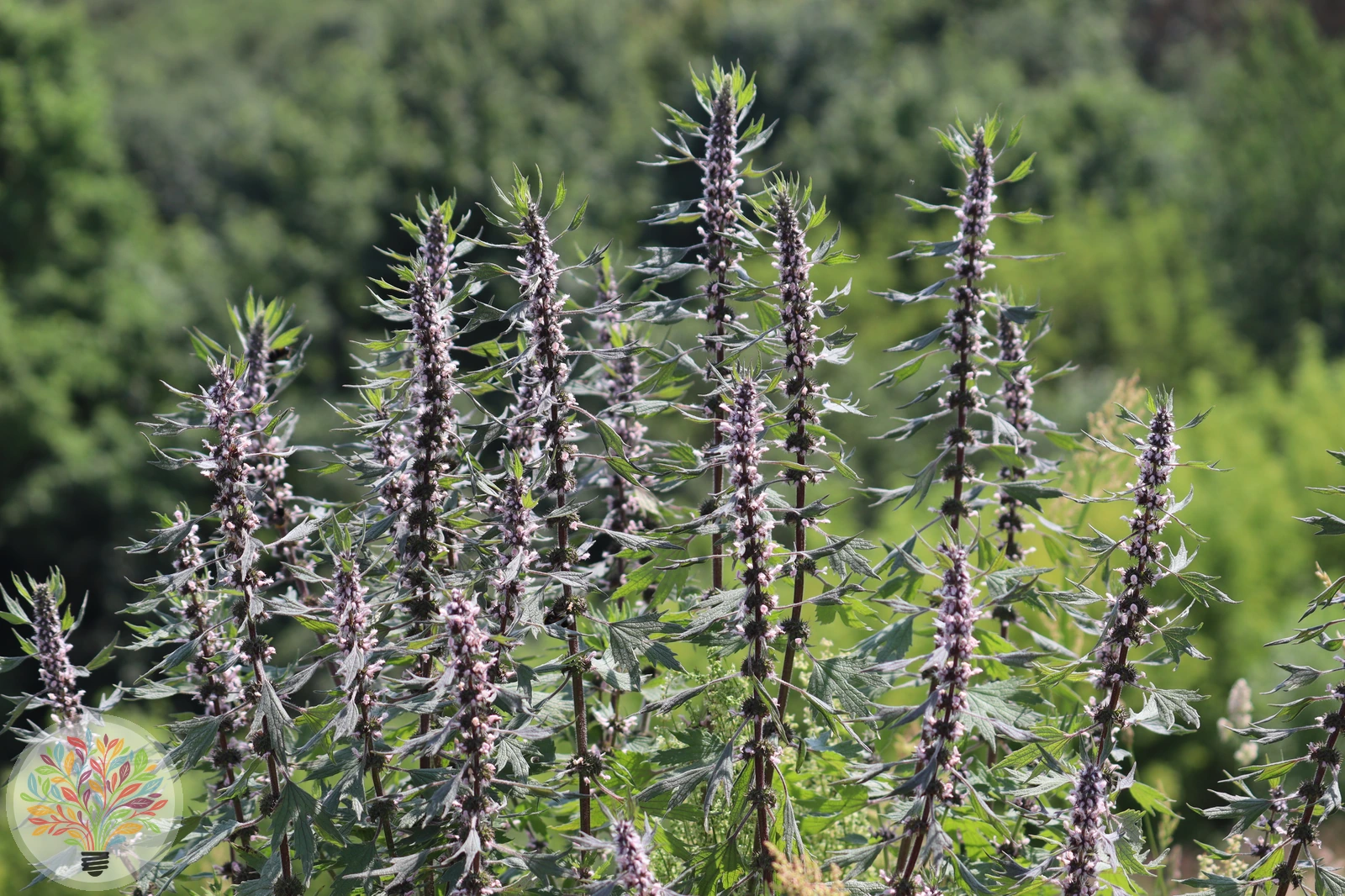 Echtes Herzgespann – Bild 1 von 2