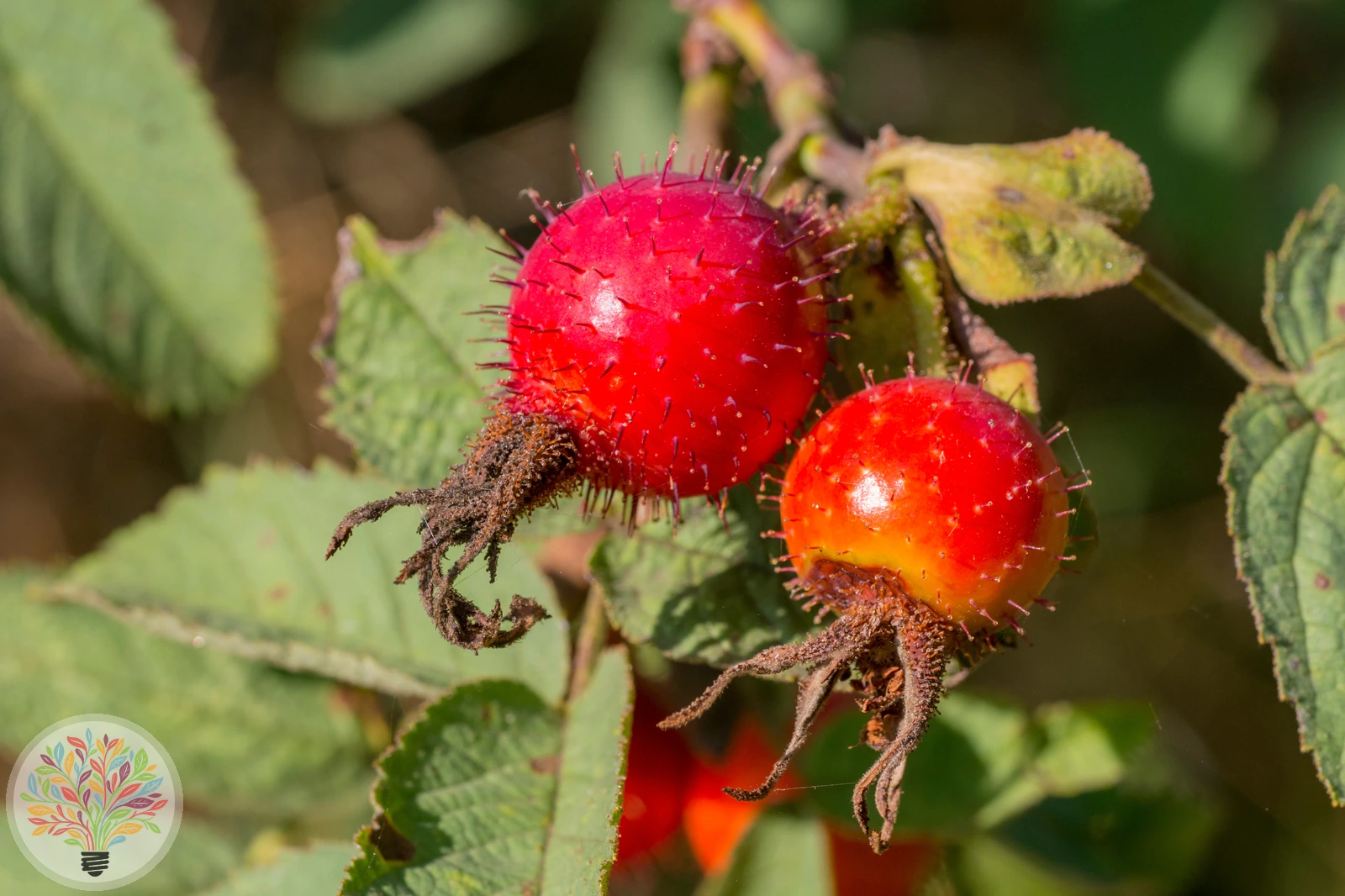 Apfel-Rose – Bild 3 von 4