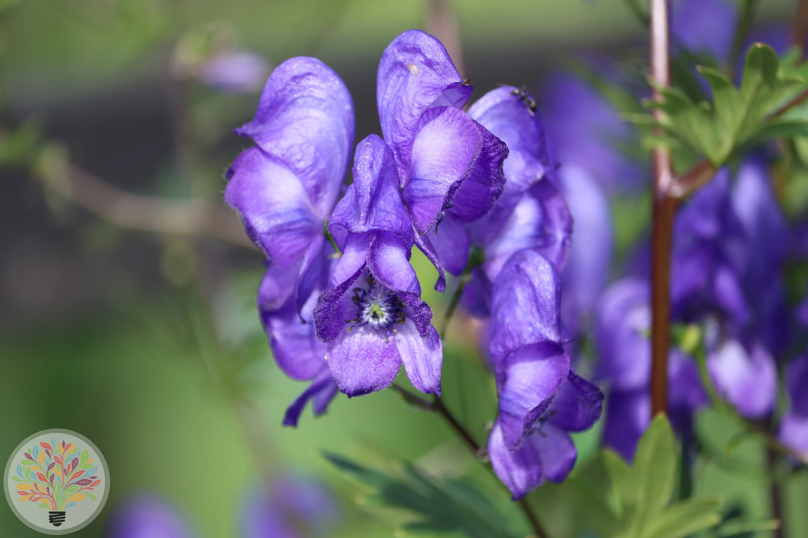 Blauer Eisenhut – Bild 3 von 5