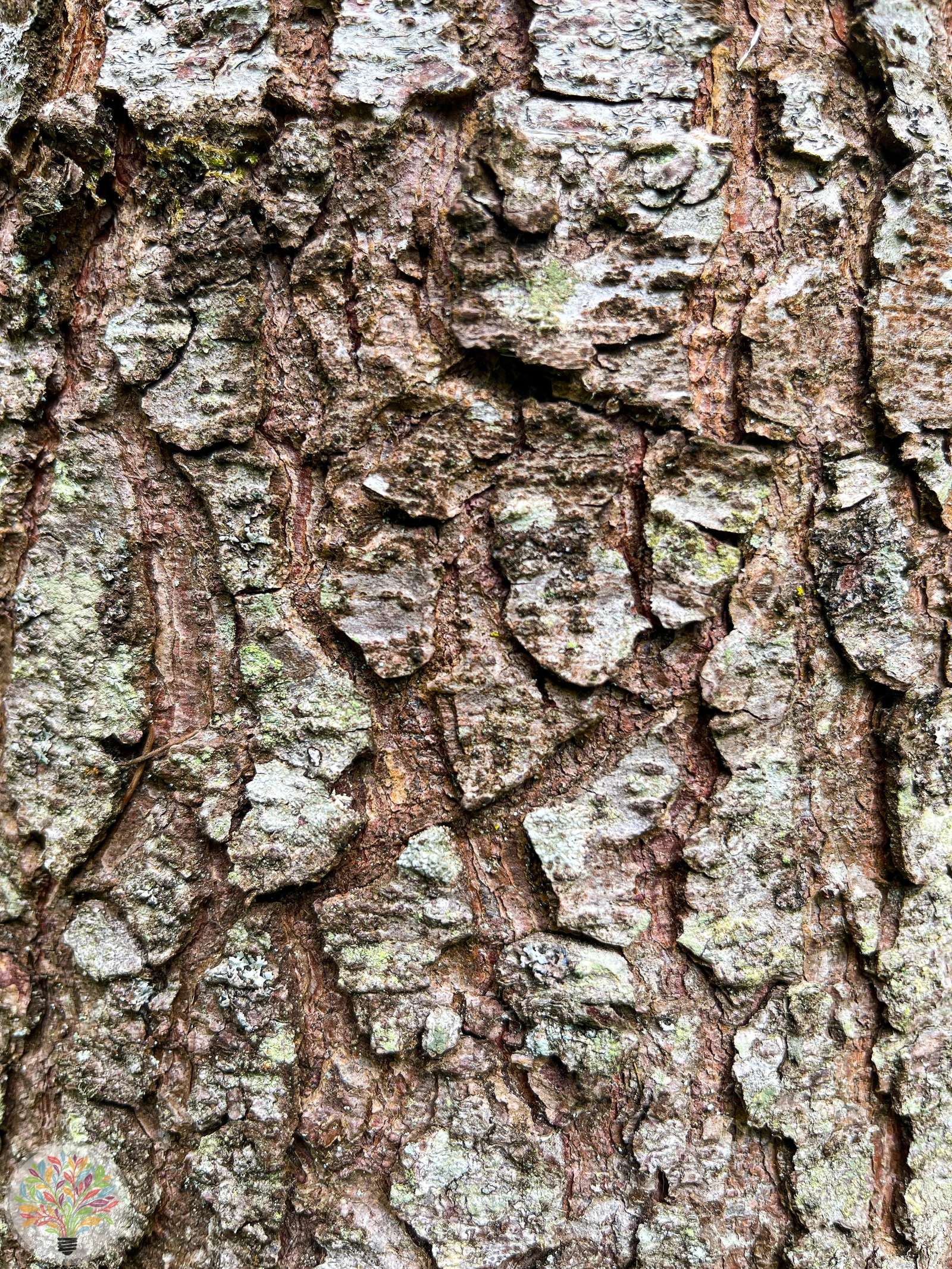 Cedrus atlantica – Afbeelding 4 van 4