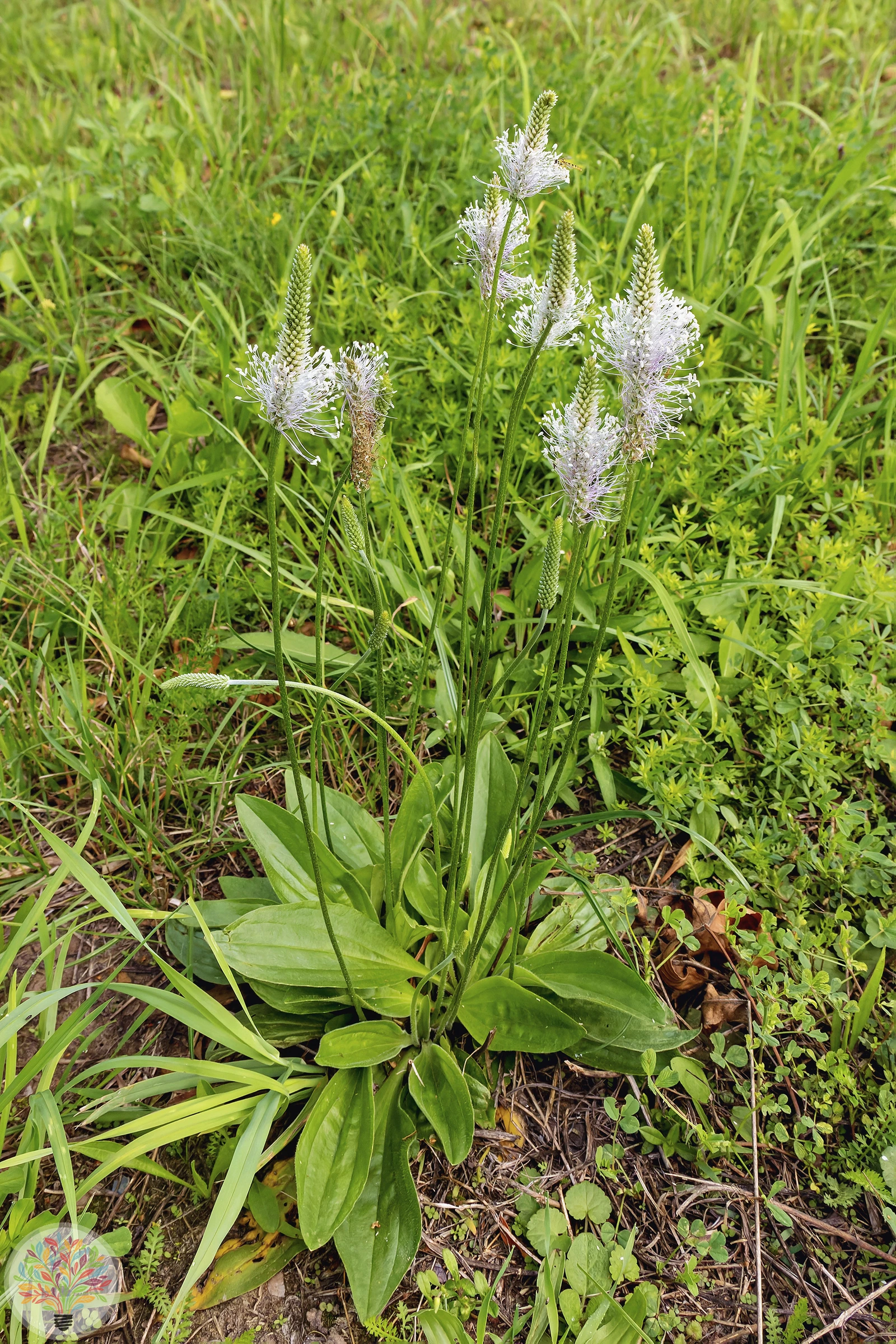 Mittel-Wegerich – Bild 2 von 2