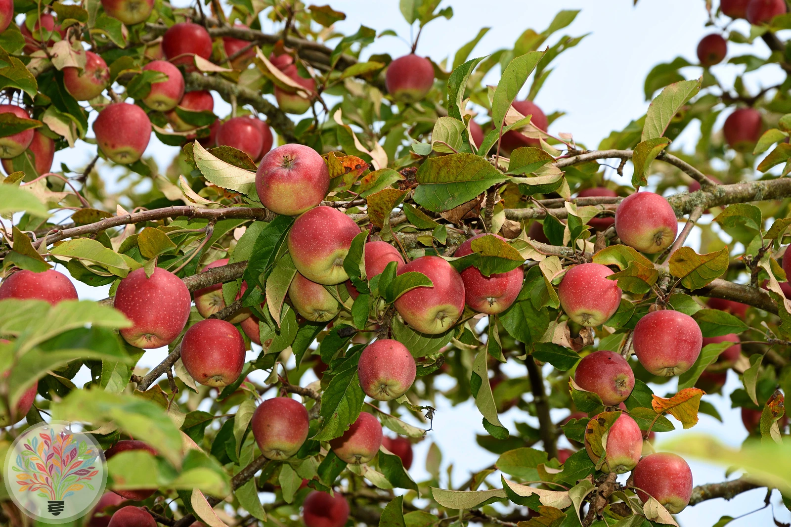 Malus domestica – Afbeelding 9 van 22