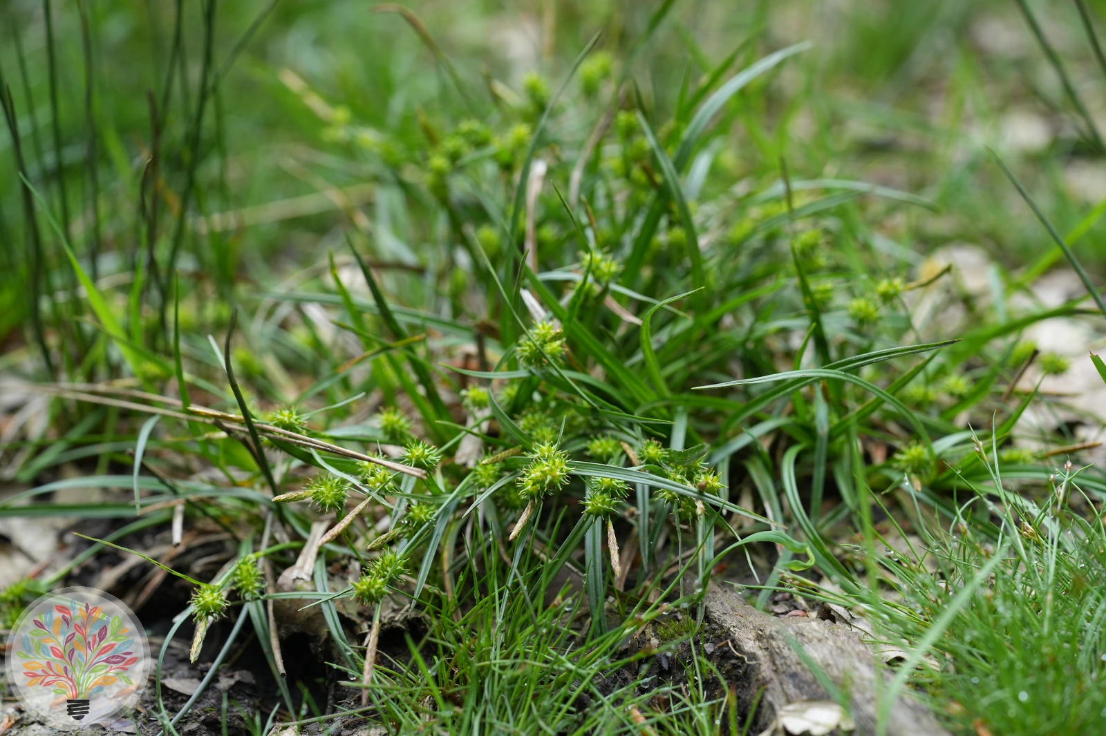 Geelgroene zegge – Afbeelding 1