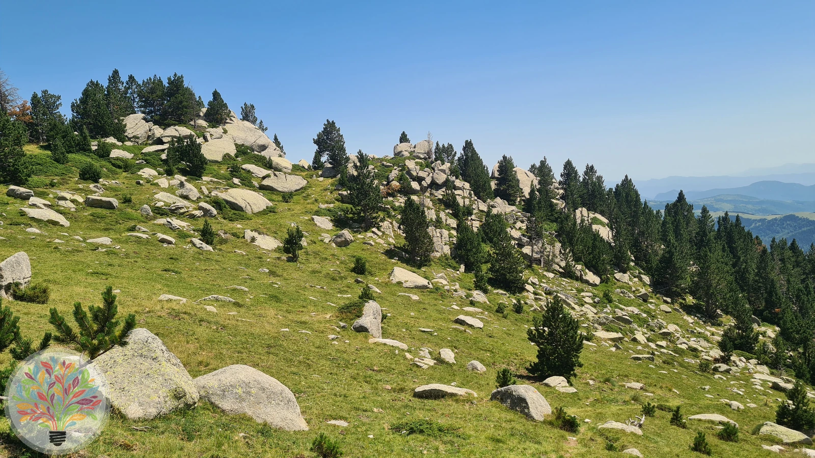 Pinus uncinata – Bild 4 von 4
